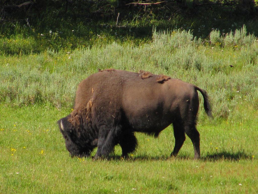 Opinion: Yellowstone bison continuous habitat loss could lead to extinction