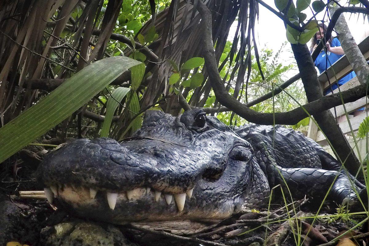 In this Friday, Oct. 18, 2019 file photo, an alligator rests in Everglades National Park, near Flamingo, Fla. Louisiana is suing California over the state's decision to ban the import and sale of alligator products, saying the ban will hurt an important state industry and ultimately could hurt the state's wetlands. In a lawsuit filed Thursday, Dec. 12, 2019, Louisiana said the economy surrounding alligators has played a key role in bringing back the American alligator population and is an important factor in protection wetlands and other species besides alligators that depend on the wetlands. (AP Photo/Robert F. Bukaty, File)