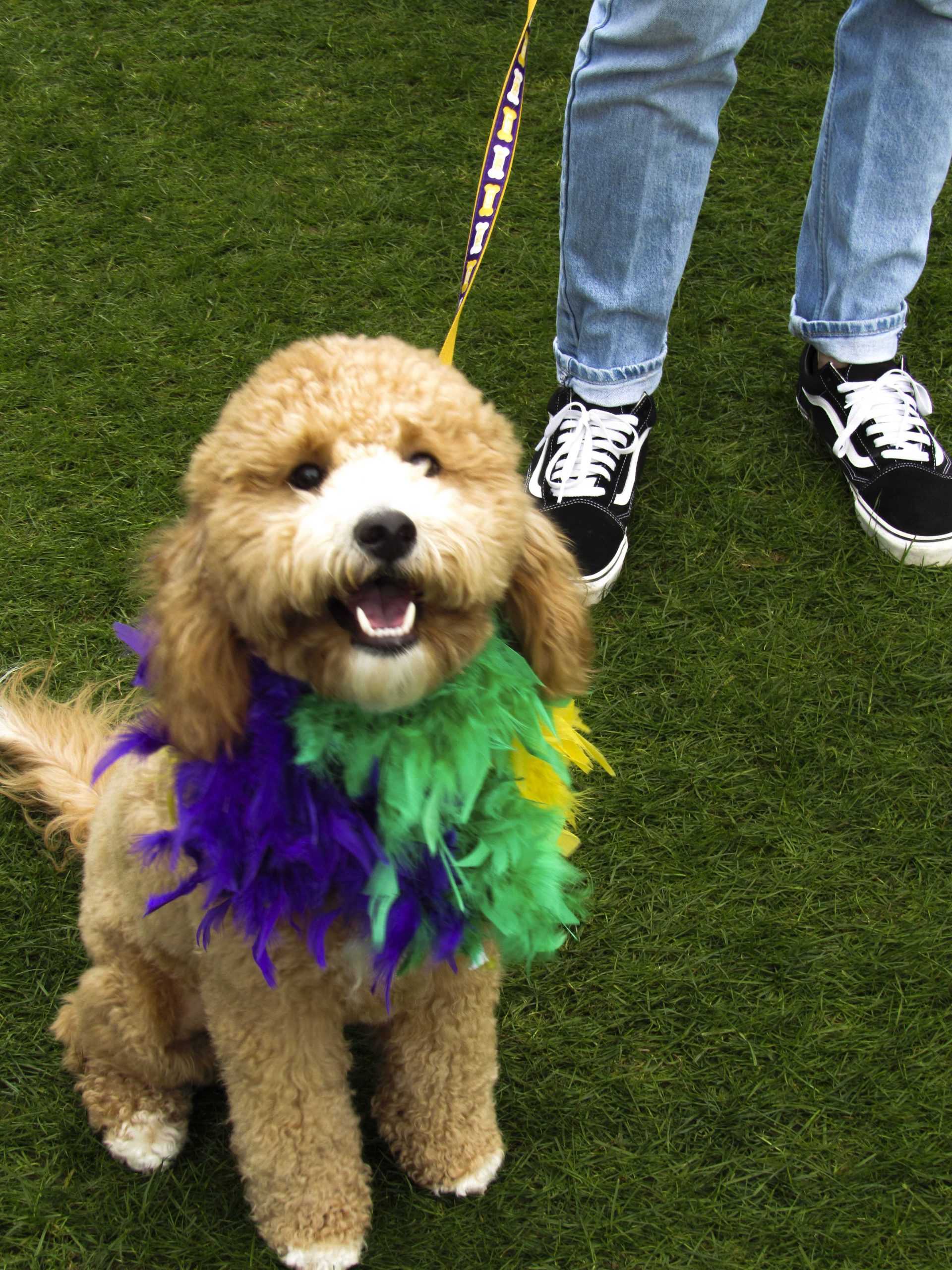 PHOTOS: Krewe de Mutts Parade