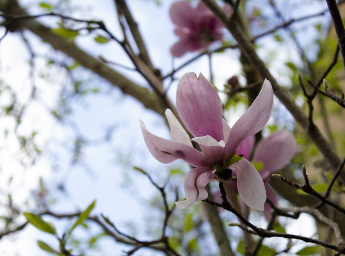 Japanese magnolias stand around the LSU Quadrangle on Tuesday, Feb. 11, 2020.