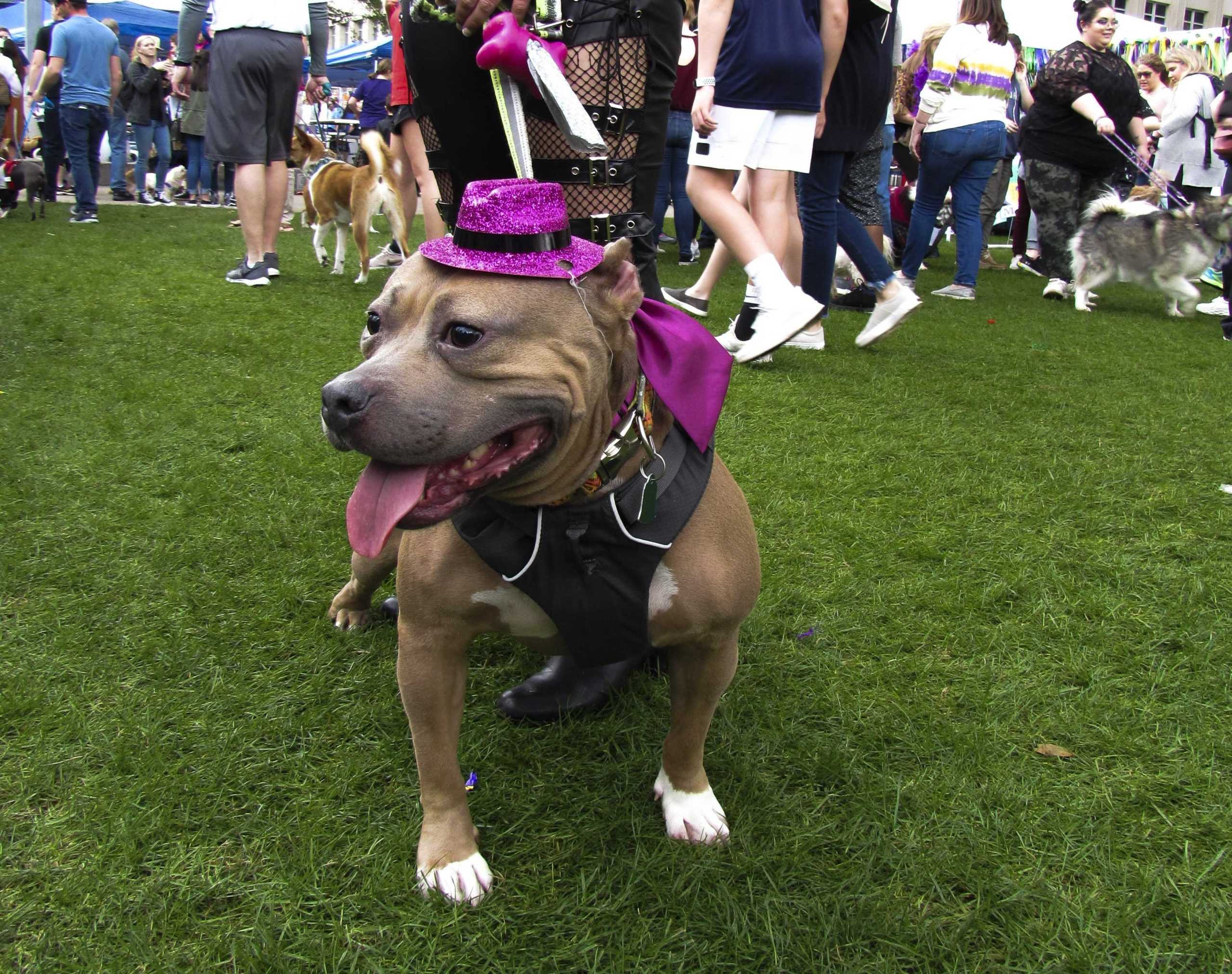 PHOTOS: Krewe de Mutts Parade