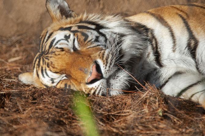 Mike the Tiger rests in his enclosure on Jan. 20, 2020 across from Tiger Stadium.