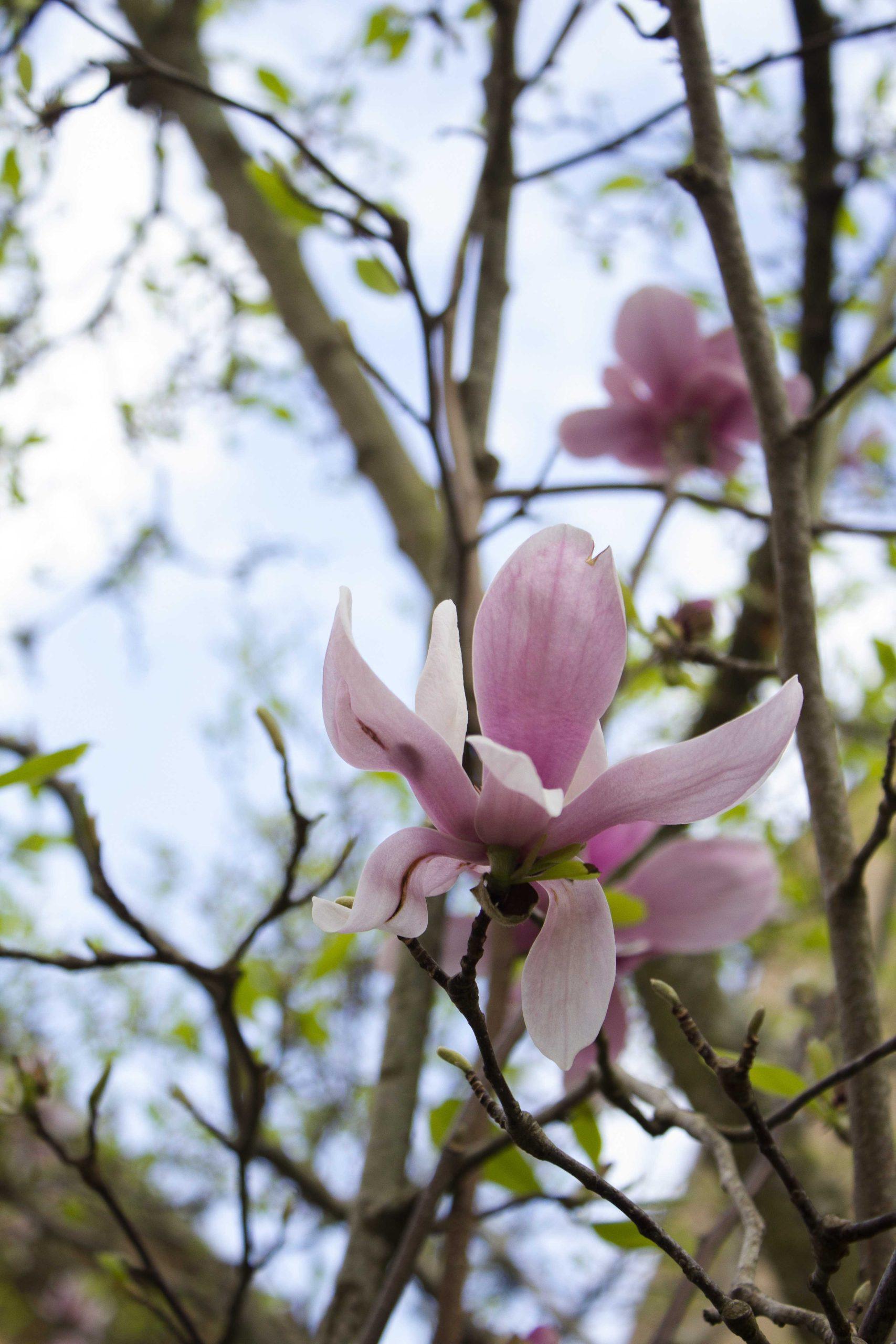 Japanese magnolias provide LSU's landscape with color during the late winter