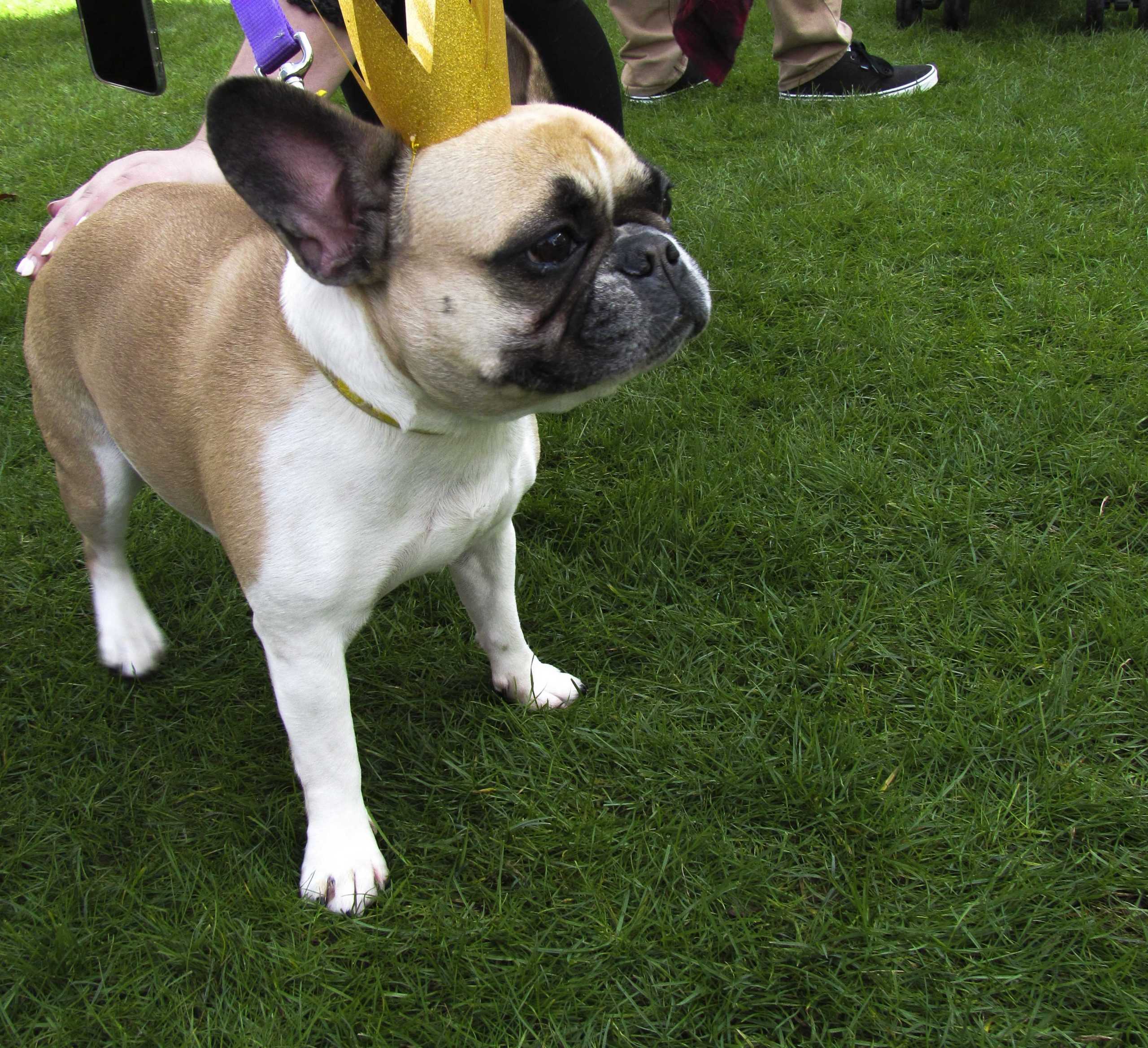 PHOTOS: Krewe de Mutts Parade