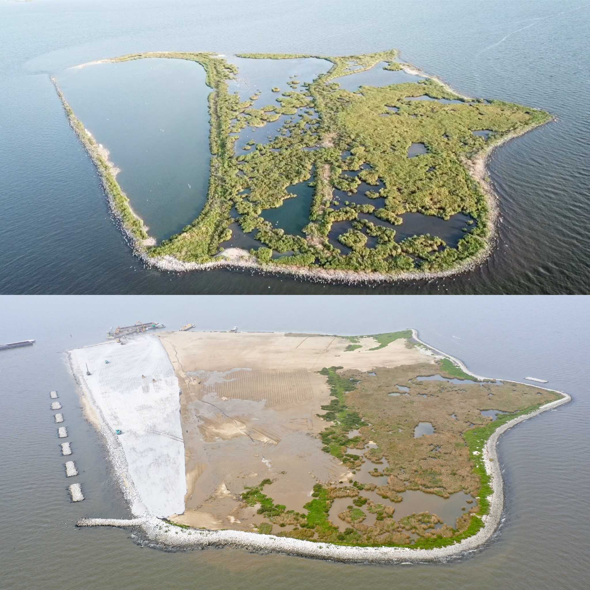 LSU alumna helps restore Queen Bess Island, home to brown pelicans in Louisiana