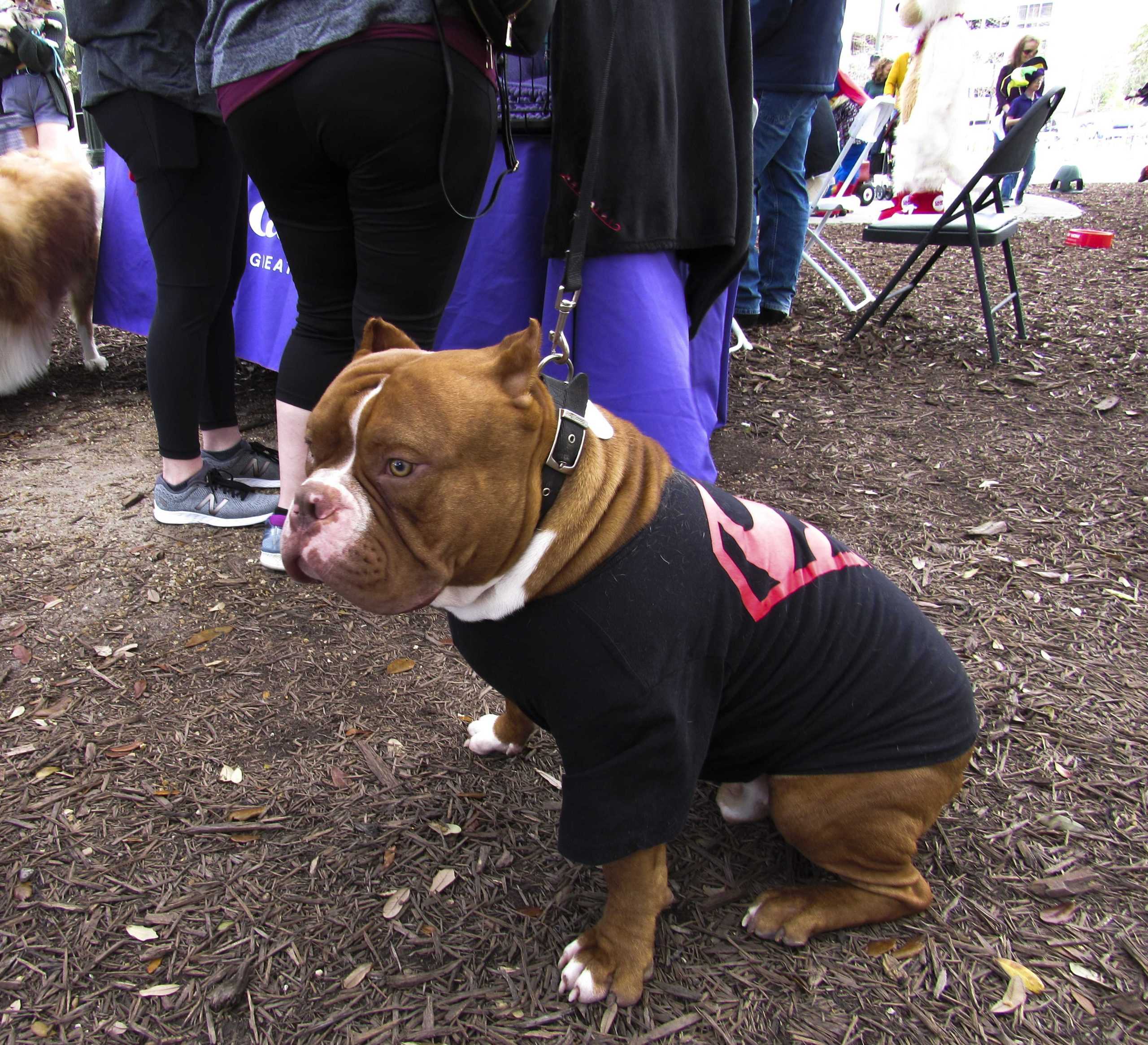 PHOTOS: Krewe de Mutts Parade