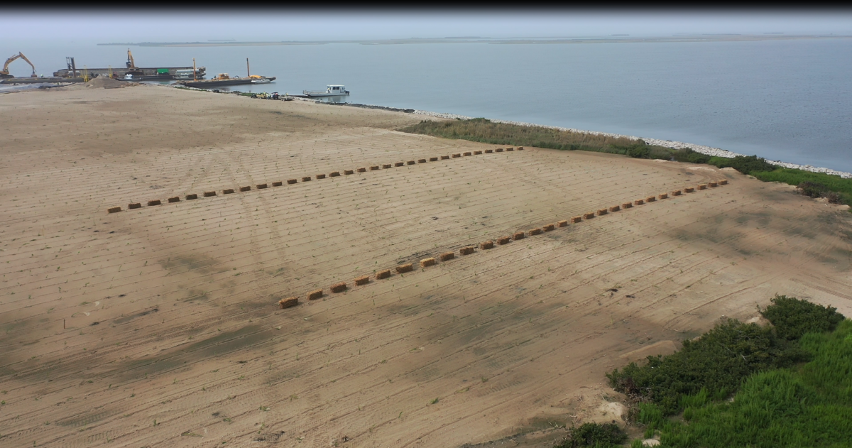 Rows of hay bales reduce wind-blown sand erosion, provide additional nesting substrate and protect the young plants on February 10, 2020.&#160;