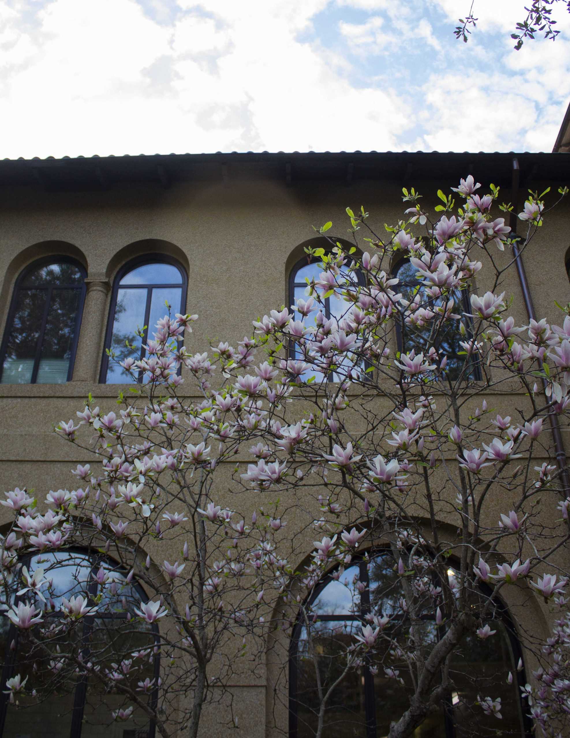 Japanese magnolias provide LSU's landscape with color during the late winter