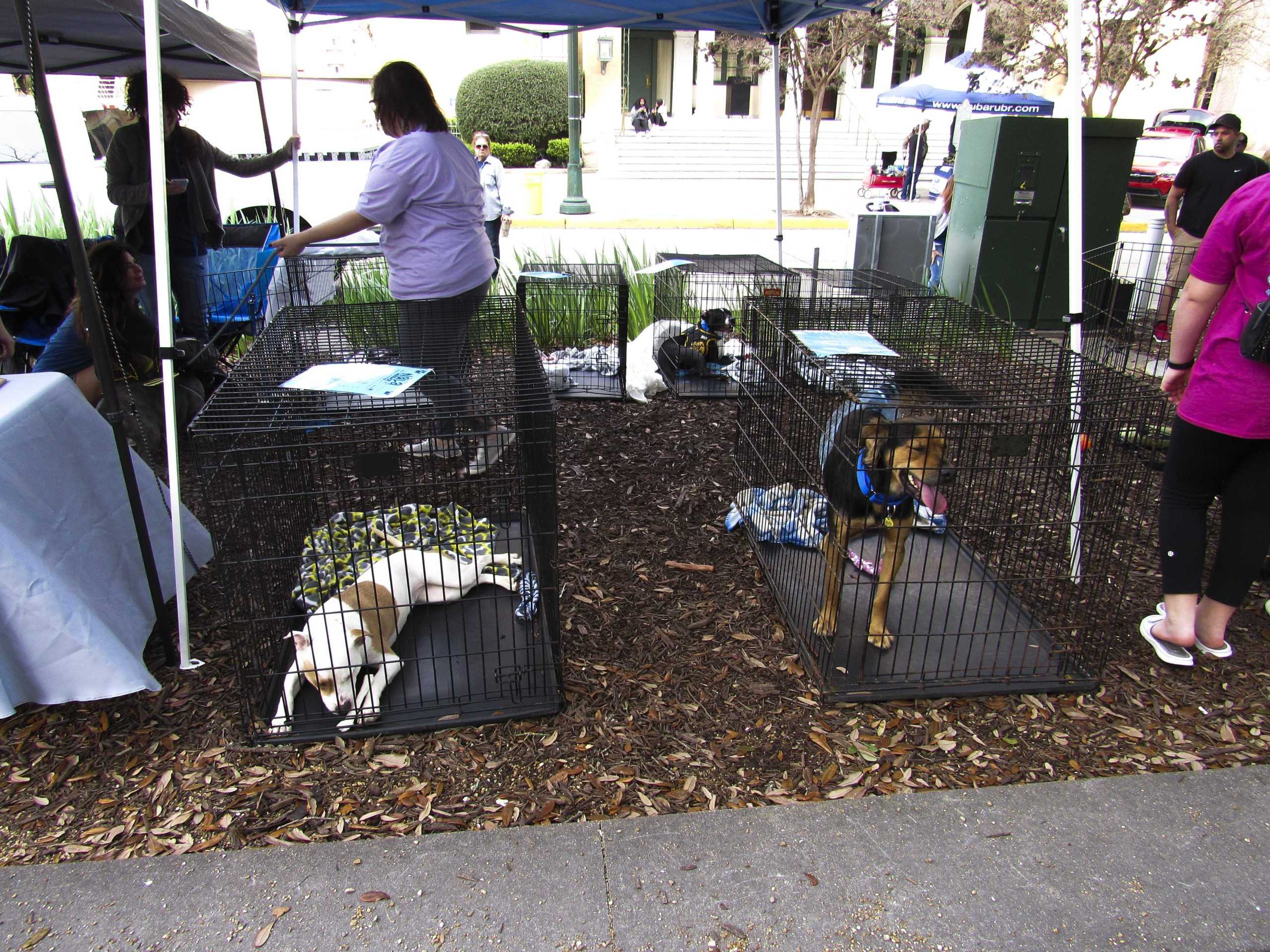 PHOTOS: Krewe de Mutts Parade