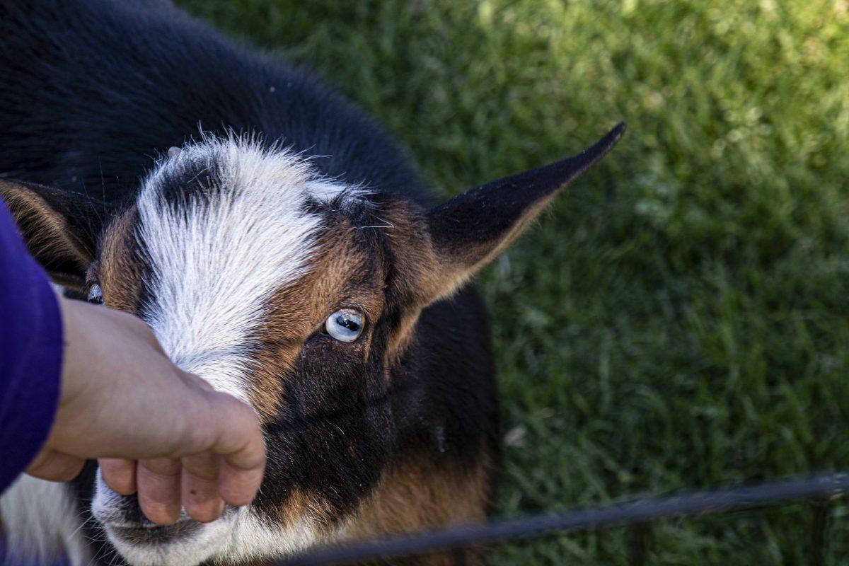 A goat sniffs an LSU student's hand on Friday, Feb. 7, 2020 during Goat Yoga on the LSU Parade Ground.