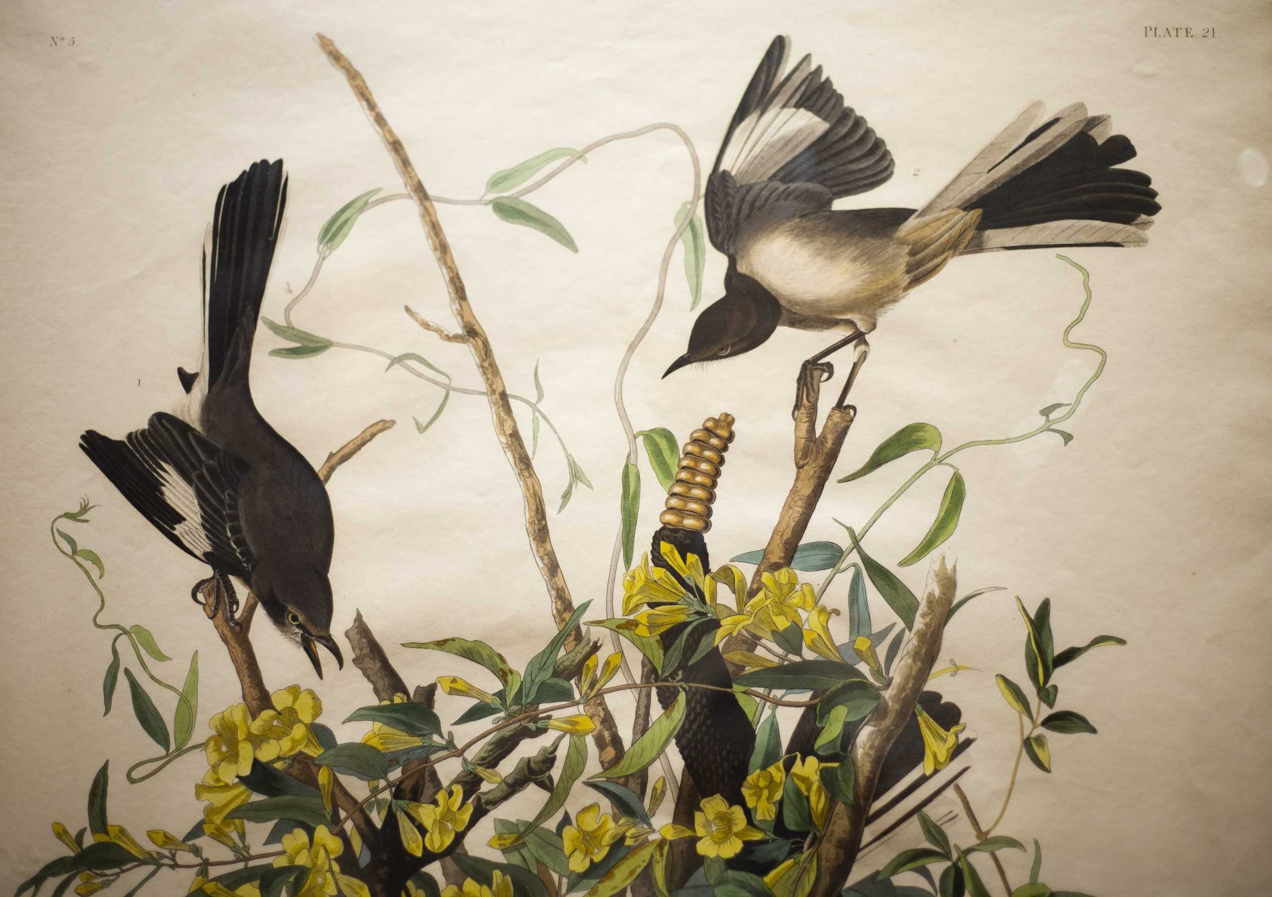 LSU Libraries Special Collections displays Margaret Stones' Louisiana botanical art in Hill Memorial Library