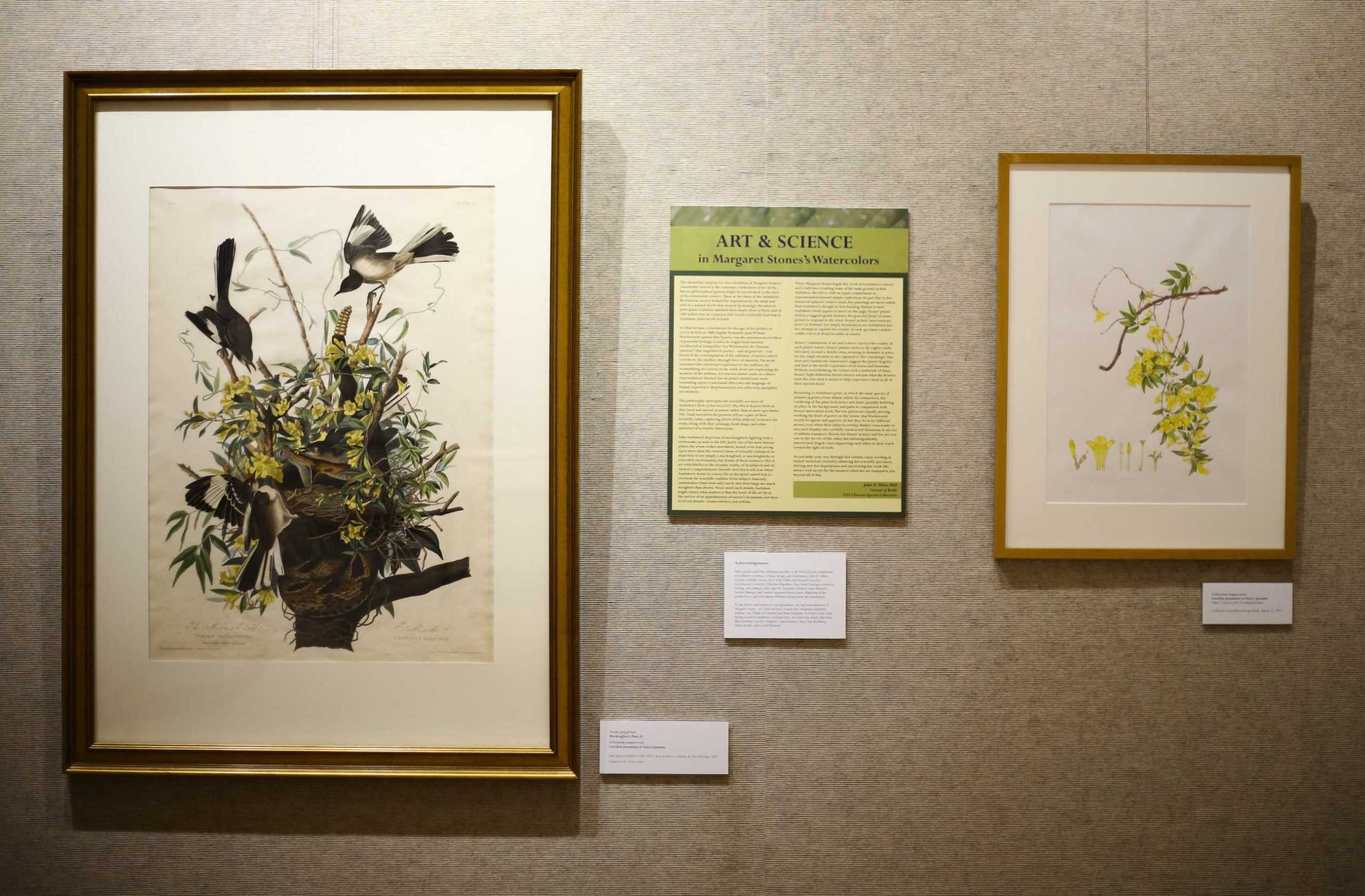 LSU Libraries Special Collections displays Margaret Stones' Louisiana botanical art in Hill Memorial Library