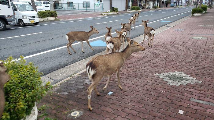 Animals reclaiming city, courtesy of boredpanda.com