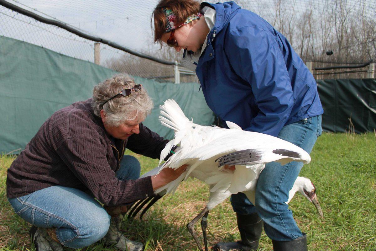 In this May 11, 2014 photo provided by the International Crane Foundation, curator of birds Kim Boardman holds an endangered whooping crane, while senior aviculturist Marianne Wellington performs artificial insemination. The foundation is not using the technique this year because foundation officials feel it would go against COVID-19 social distancing guidelines. This is among reasons that far fewer young whooping cranes than usual will be released into the wiild this fall to help bring back the world's rarest crane. (International Crane Foundation via AP)