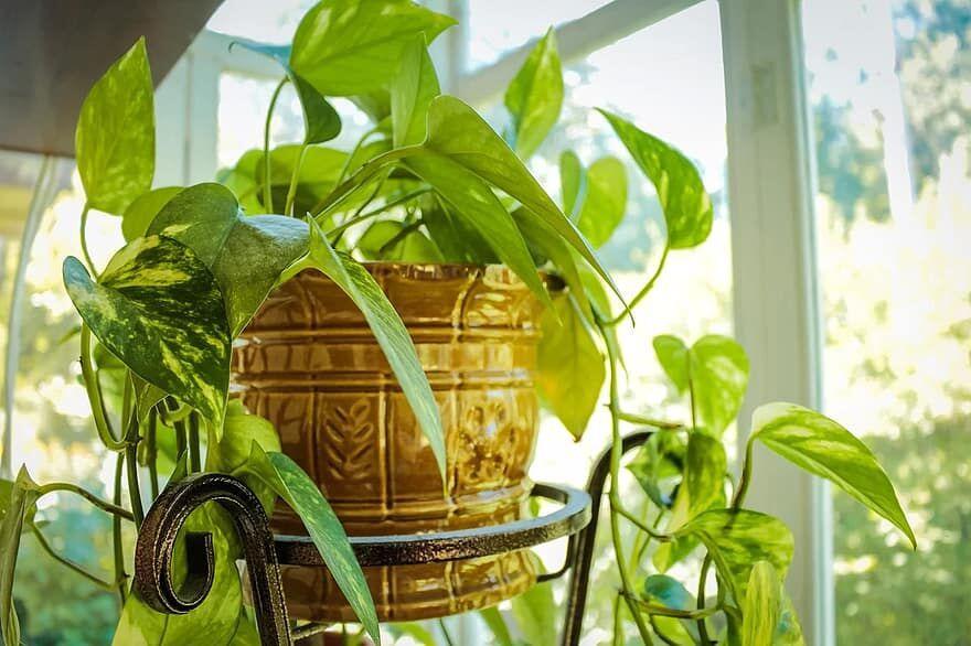 Plant Parenting 101: Tips and tricks for indoor plants