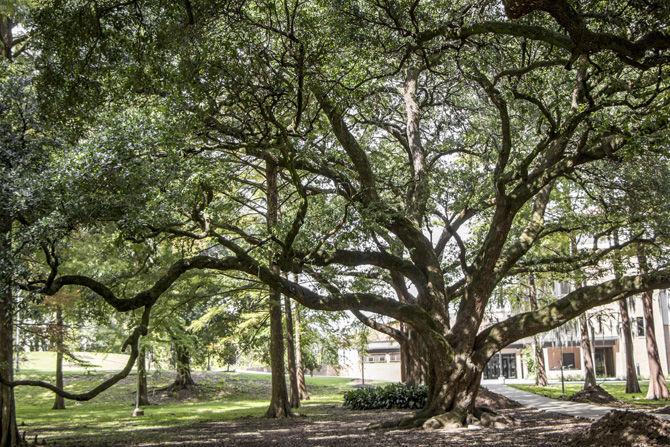 Live oak trees sit in the Enchanted Forest behind the Greek Theater on Tuesday, Sept. 26, 2017.