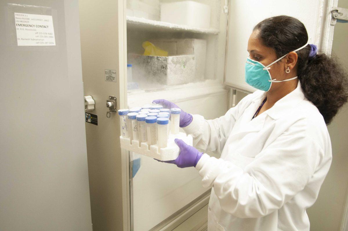 Dr. Nithya Jambunathan checks water samples Sept. 18, 2020 for COVID-19 research in the LSU Vet School.