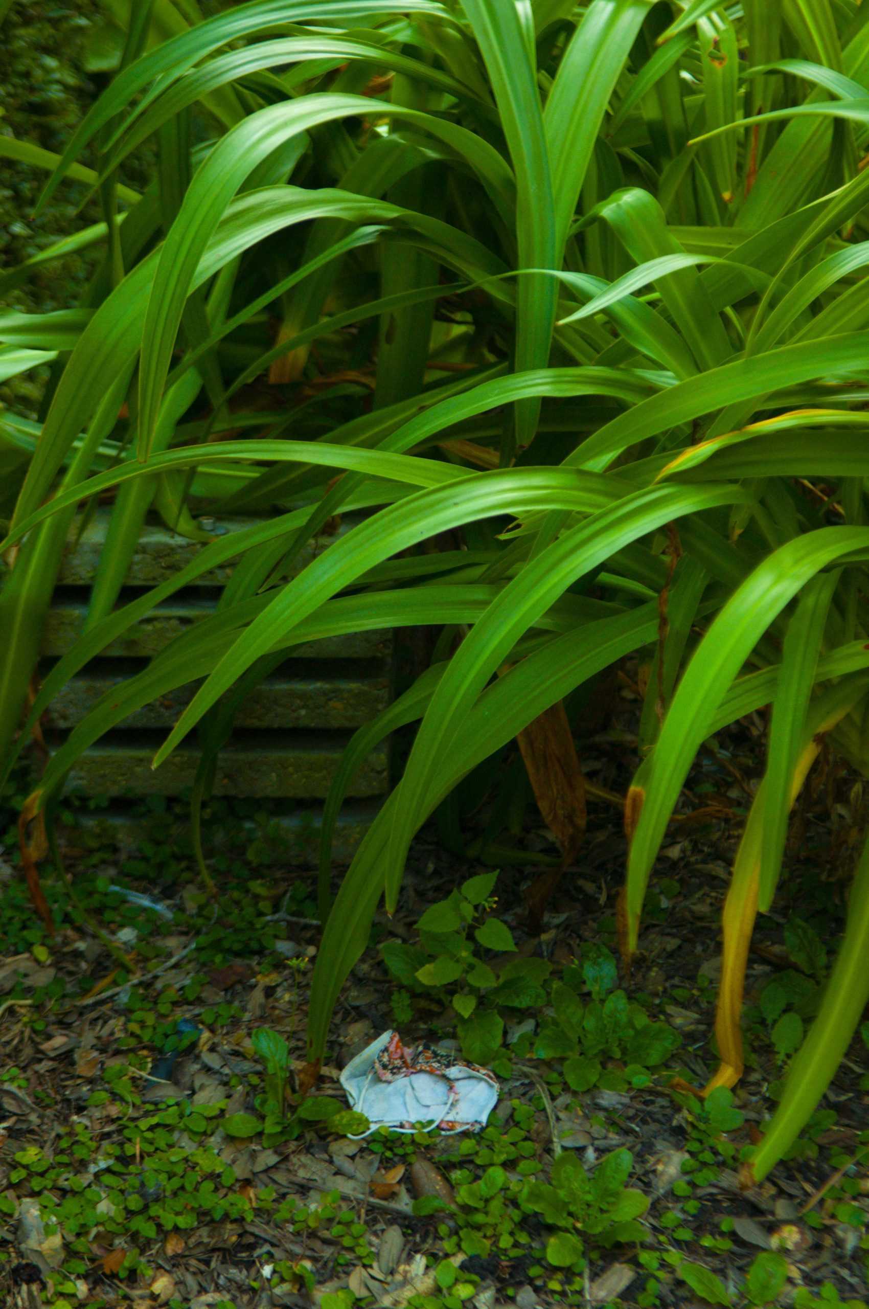 PHOTO: The pollution of face masks at LSU