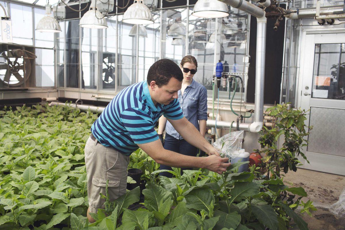 In 2016, biology professor Paul South tested his shortcut on plants that allows them to use their energy when they're taking in carbon dioxide.