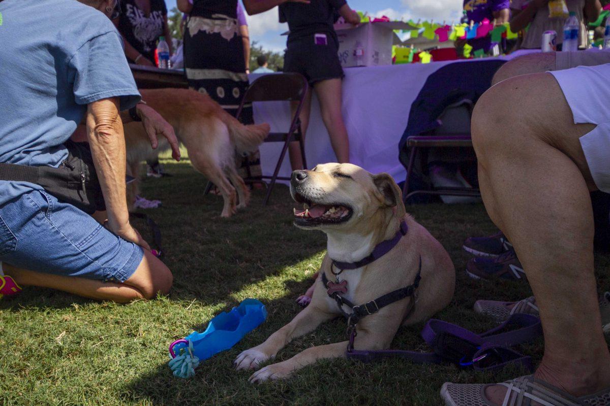 LSU students interact with therapy dogs during Fall Fest in the Parade Ground on Friday, Oct. 11, 2019.