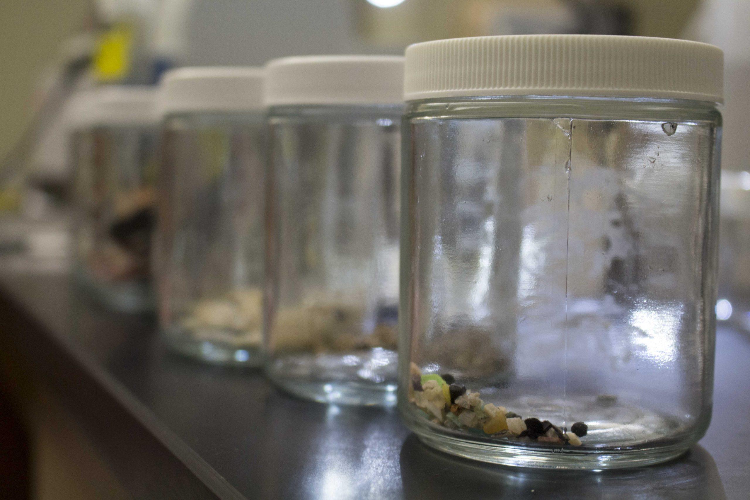 LSU scientists study the impacts of plastic in the Gulf of Mexico