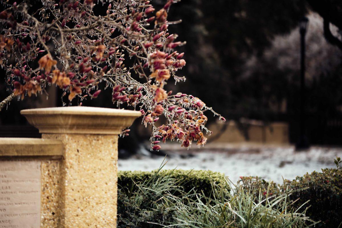 Ice covers magnolias that died from the freeze Monday, Feb. 15, 2021 during the winter weather mix on LSU's campus in Baton Rouge, La.