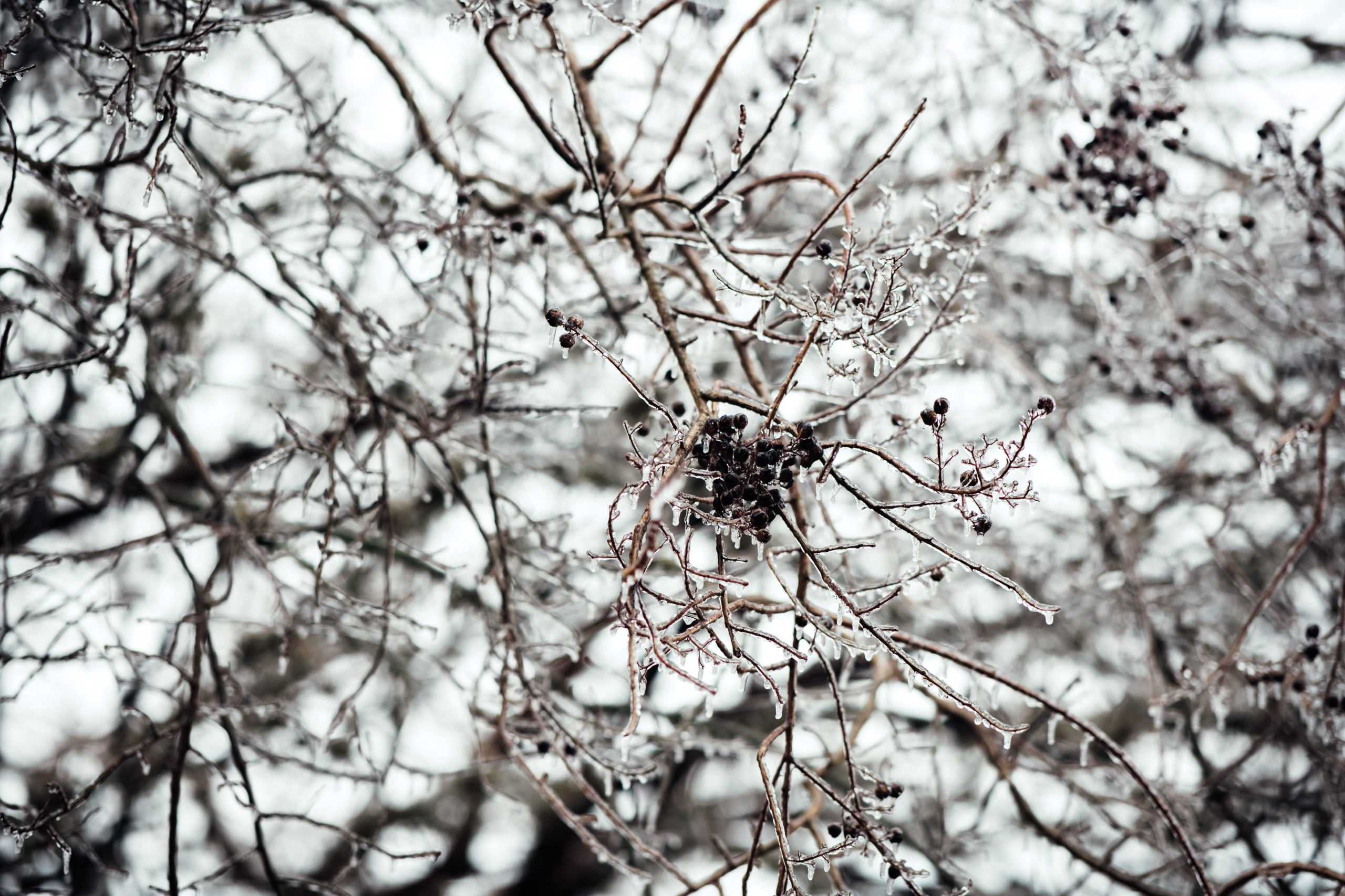 PHOTOS: LSU cancels school Monday due to winter weather mix