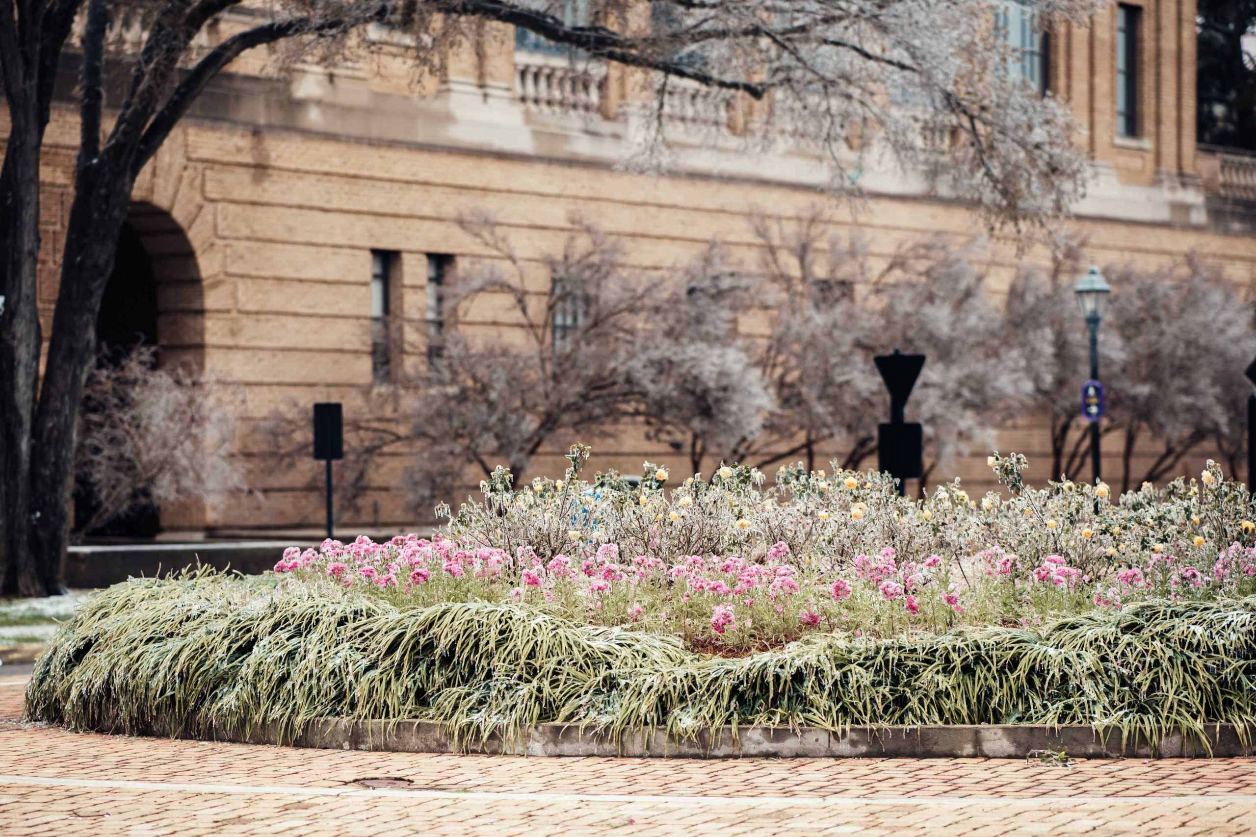 PHOTOS: LSU cancels school Monday due to winter weather mix