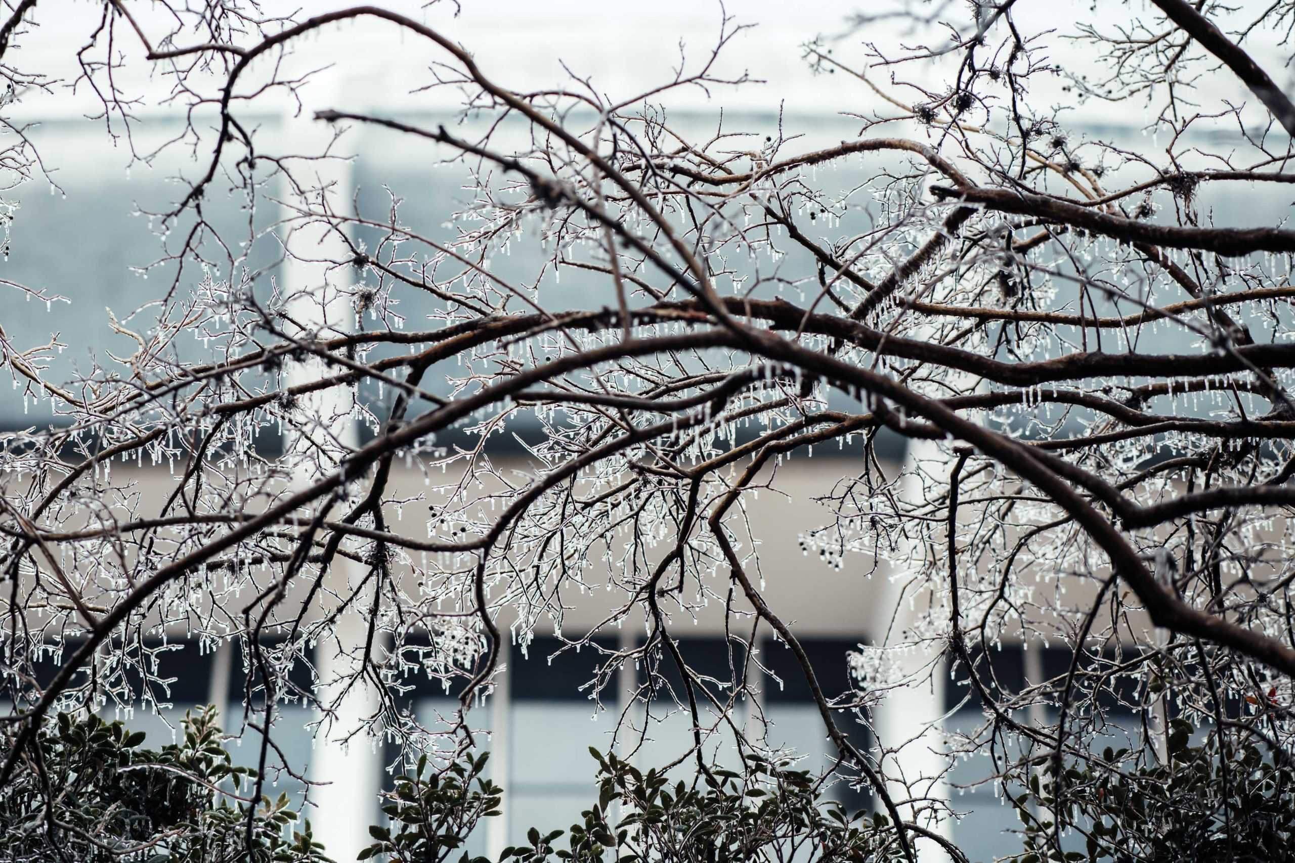 PHOTOS: LSU cancels school Monday due to winter weather mix