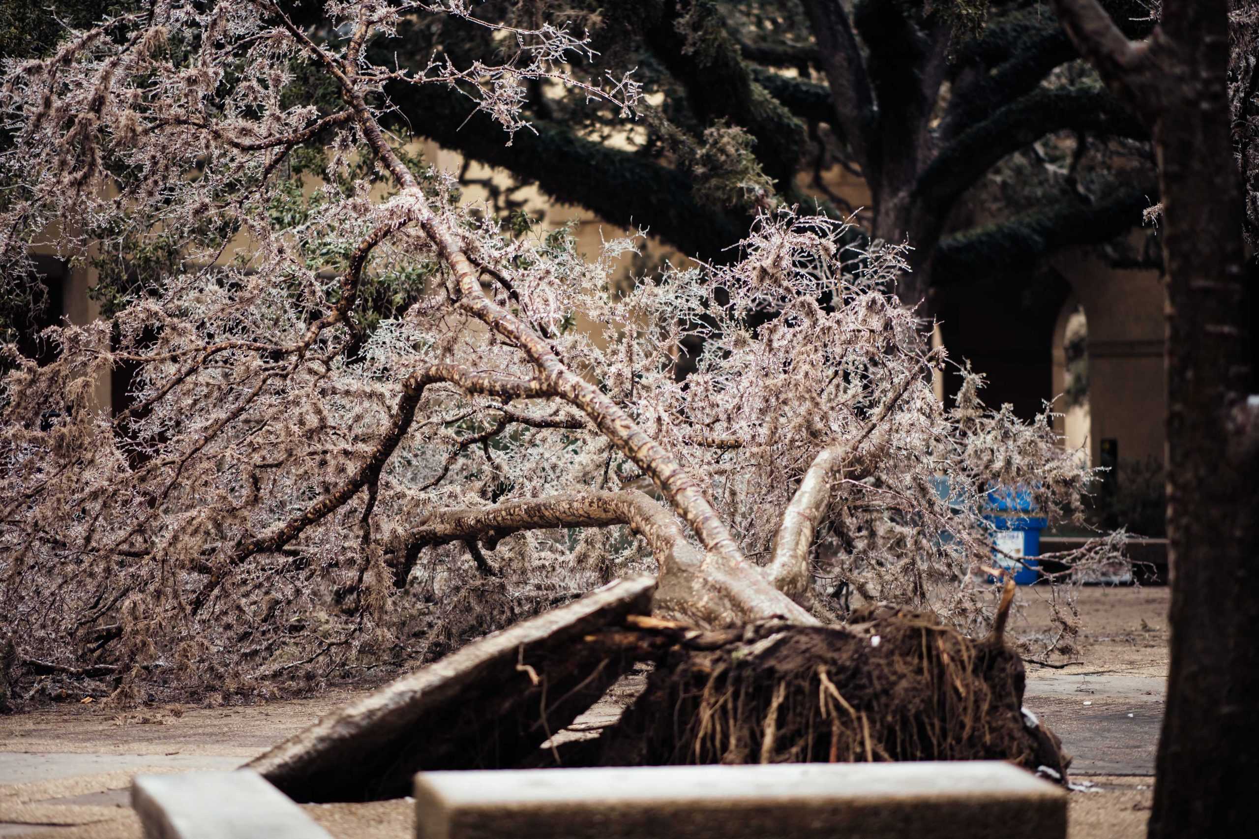 PHOTOS: LSU cancels school Monday due to winter weather mix