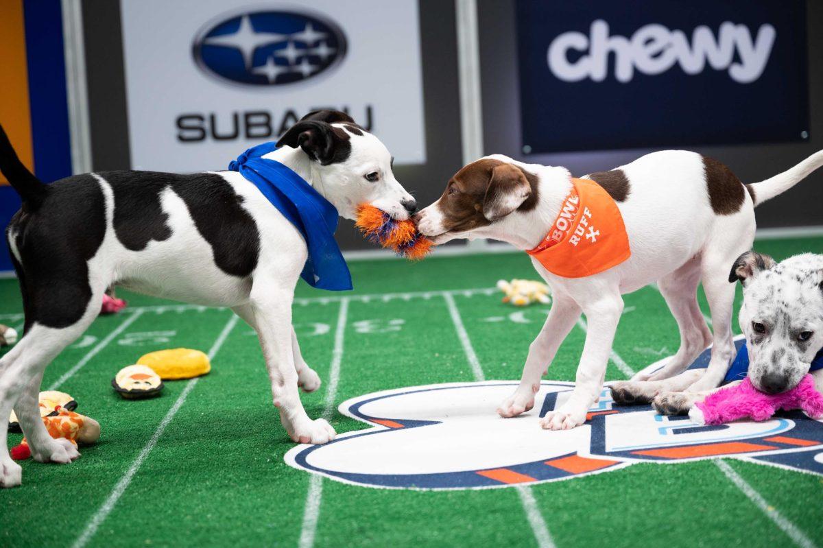 PUPPY BOWL XVII CR: Elias Weiss Friedman/Animal Planet