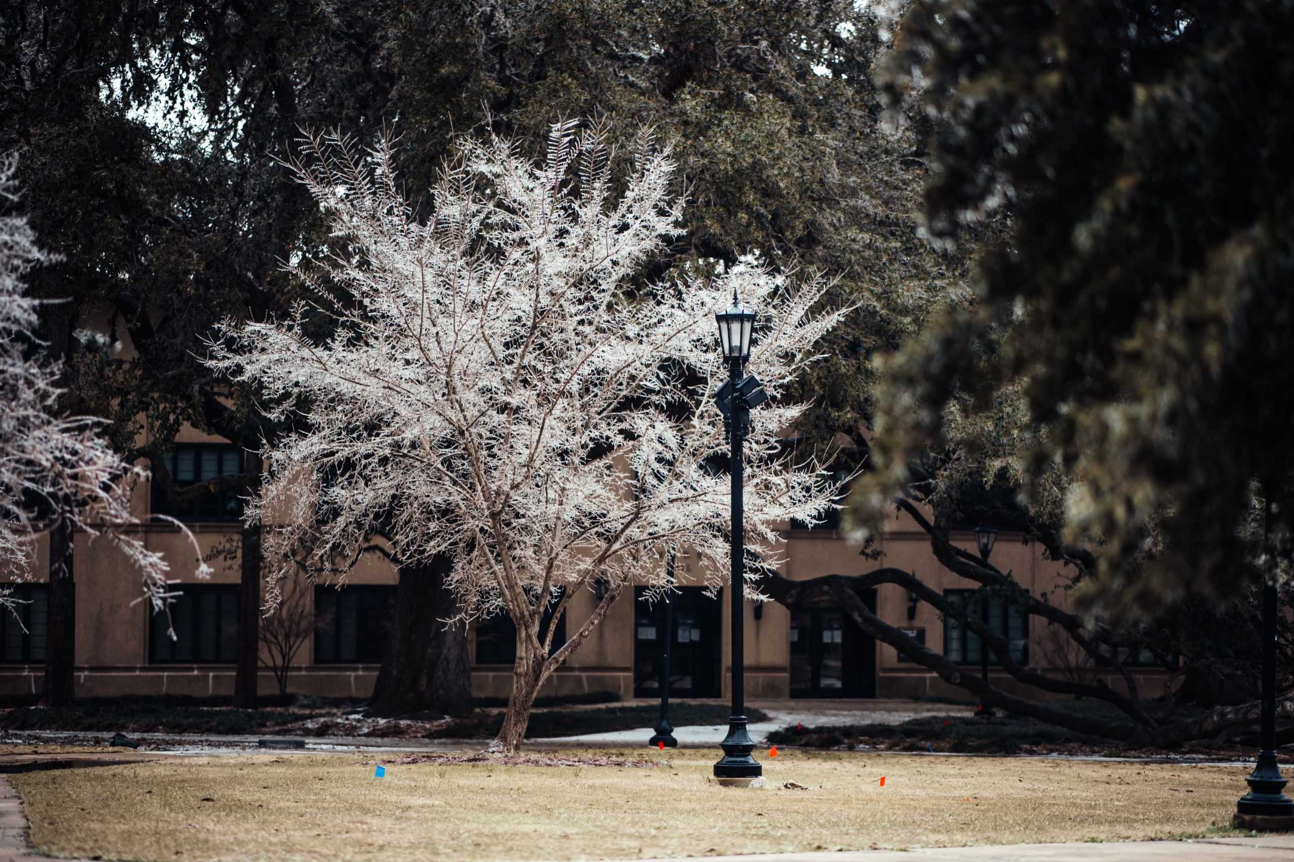 PHOTOS: LSU cancels school Monday due to winter weather mix