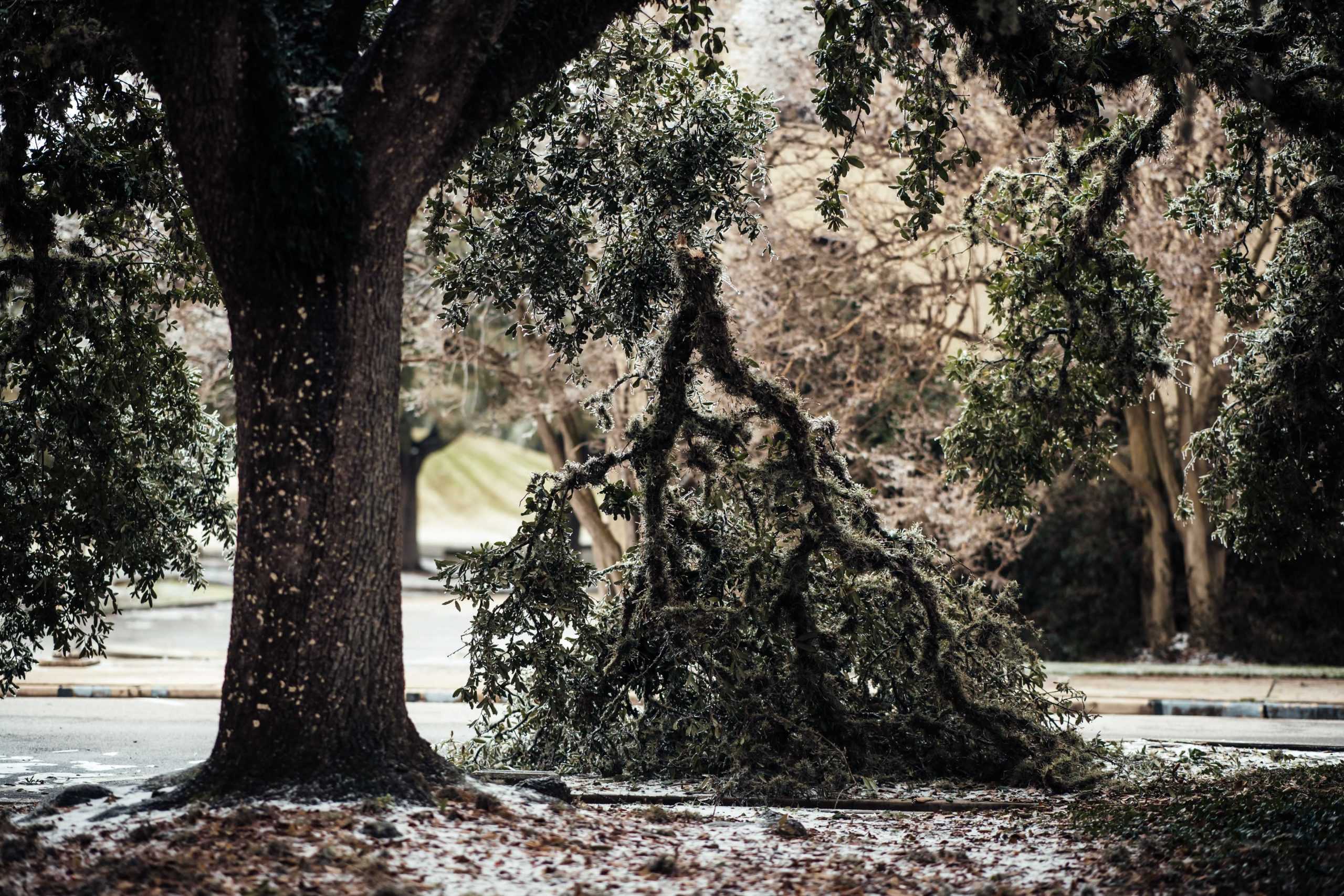 PHOTOS: LSU cancels school Monday due to winter weather mix