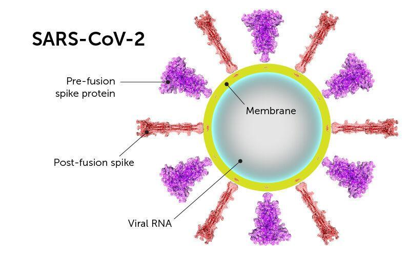 A diagram of the COVID-19 virus provided by the Boston Children's Hospital.