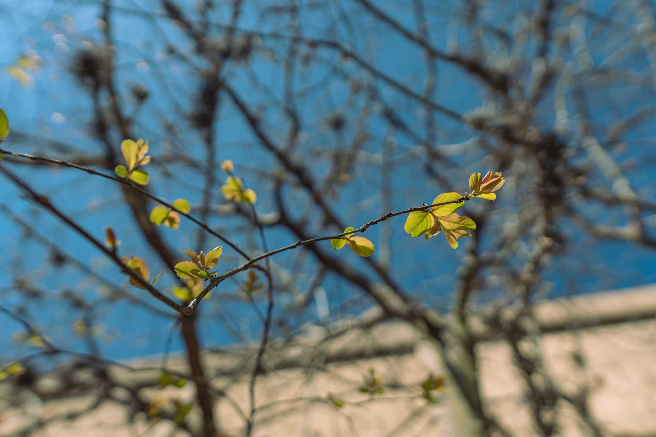 PHOTOS: Springtime at LSU