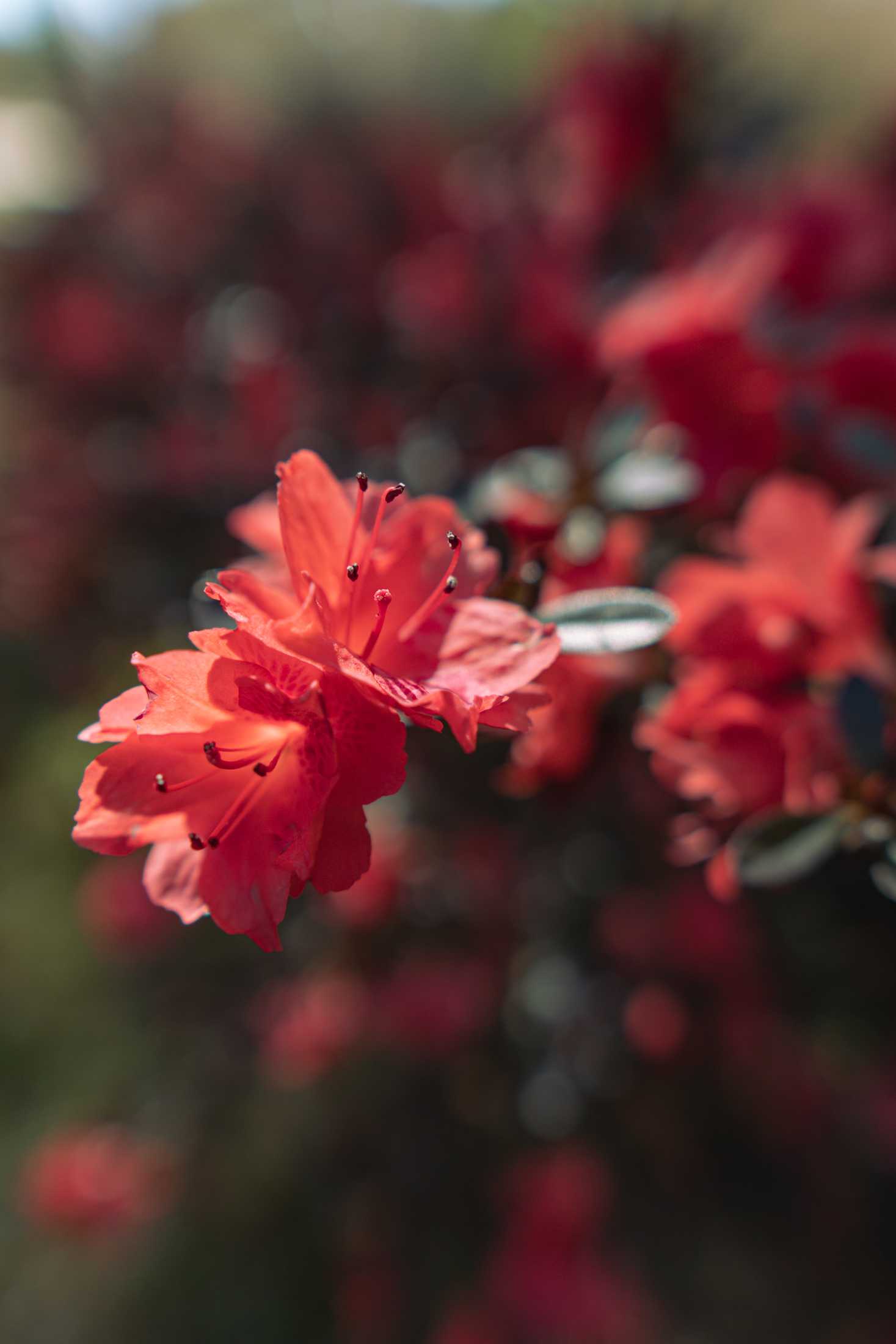 PHOTOS: Springtime at LSU