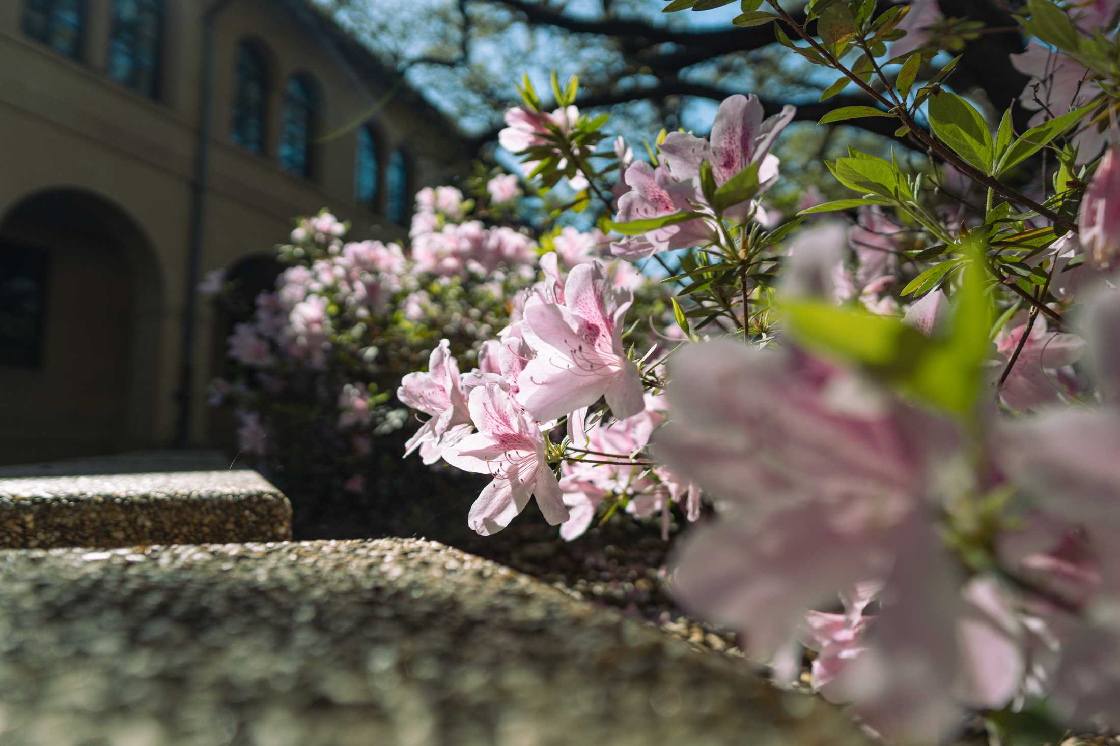 PHOTOS: Springtime at LSU