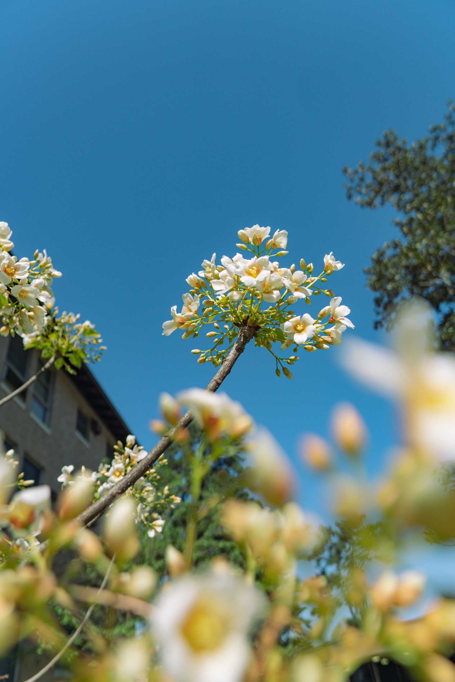 PHOTOS: Springtime at LSU