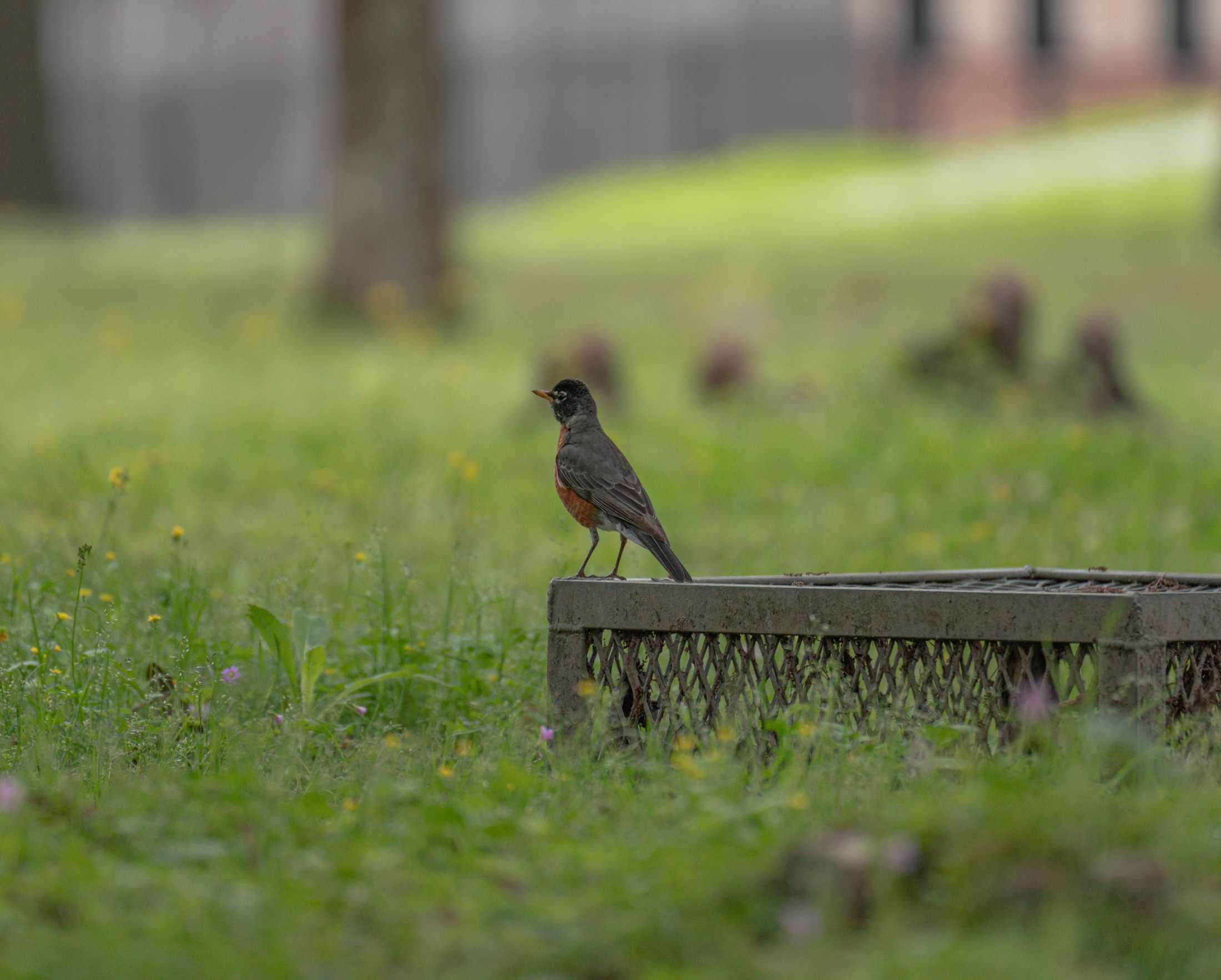 PHOTOS: Springtime at LSU