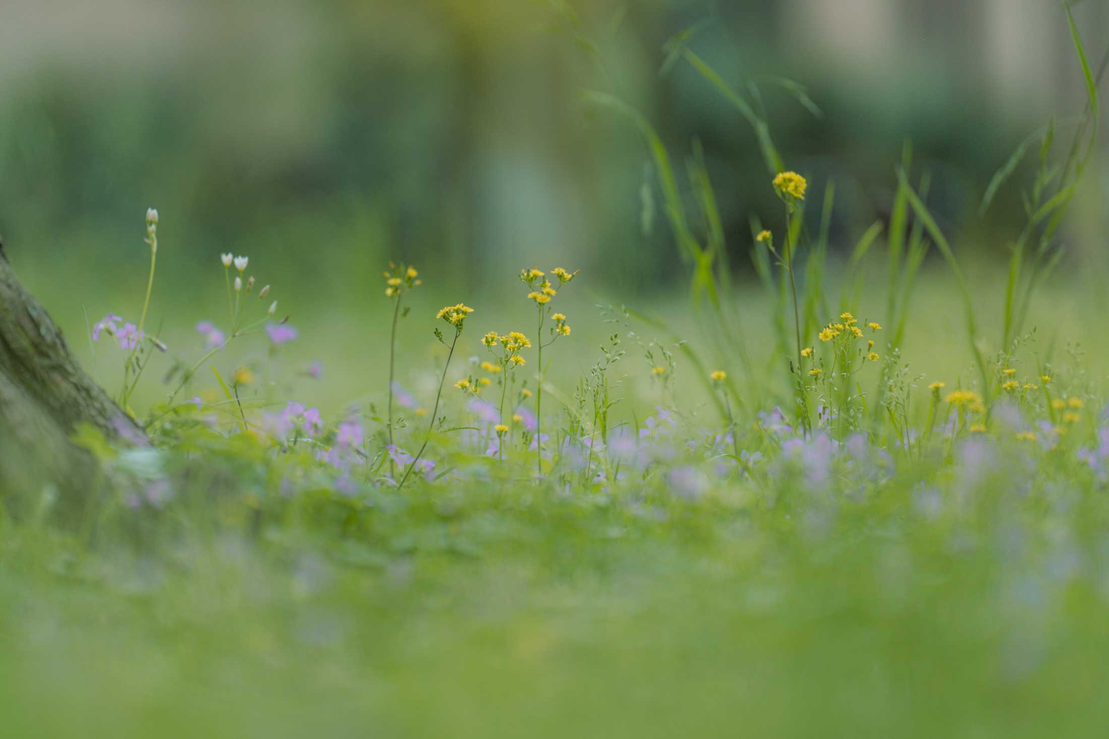 PHOTOS: Springtime at LSU