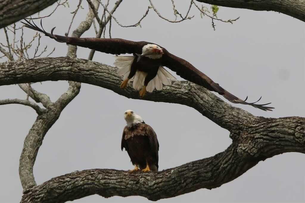 The bald eagles that have been seen nesting near campus.&#160;