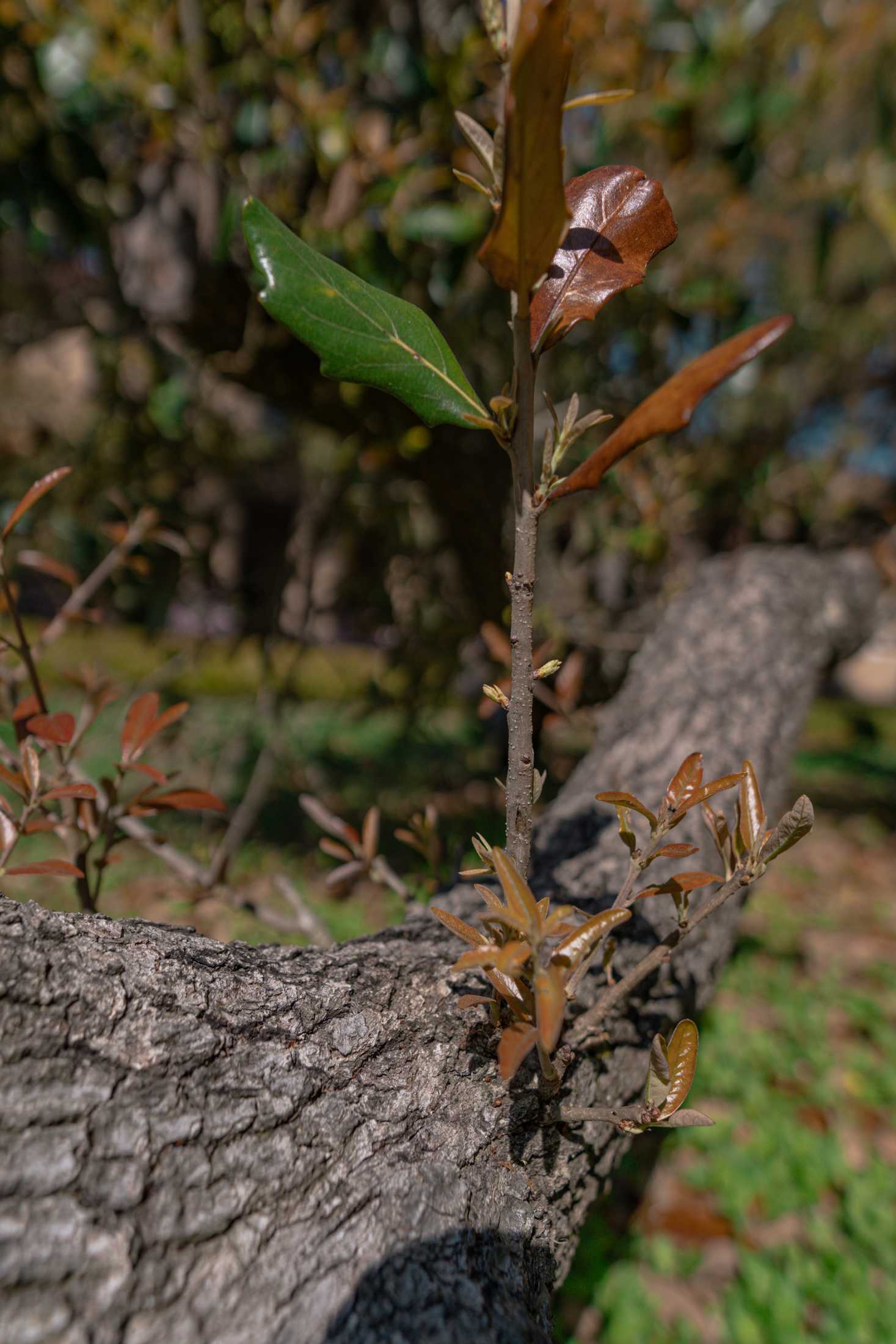 PHOTOS: Springtime at LSU