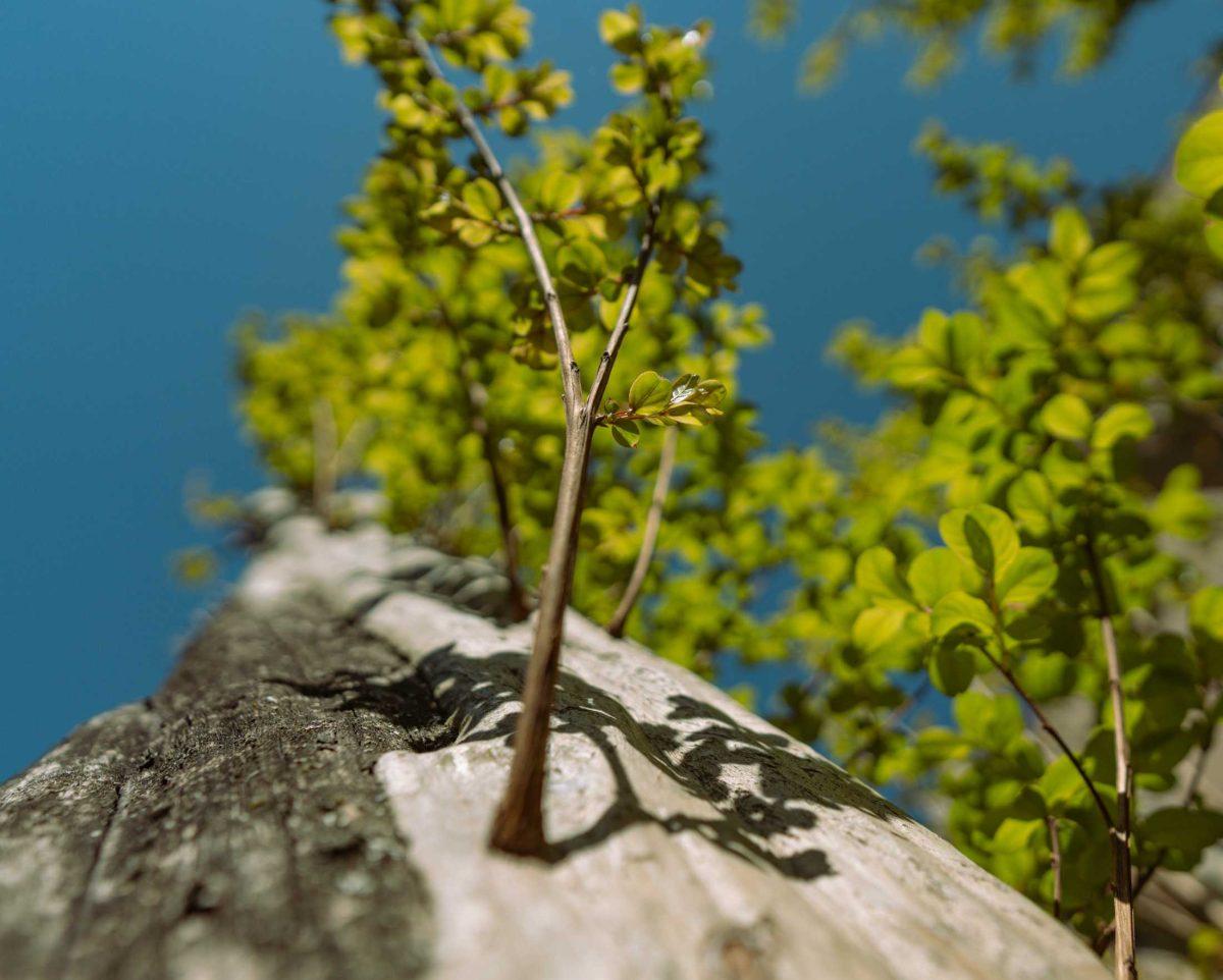 A tree sprouts new leaves on March 21, 2021 outside of Audubon Hall in Baton Rouge.