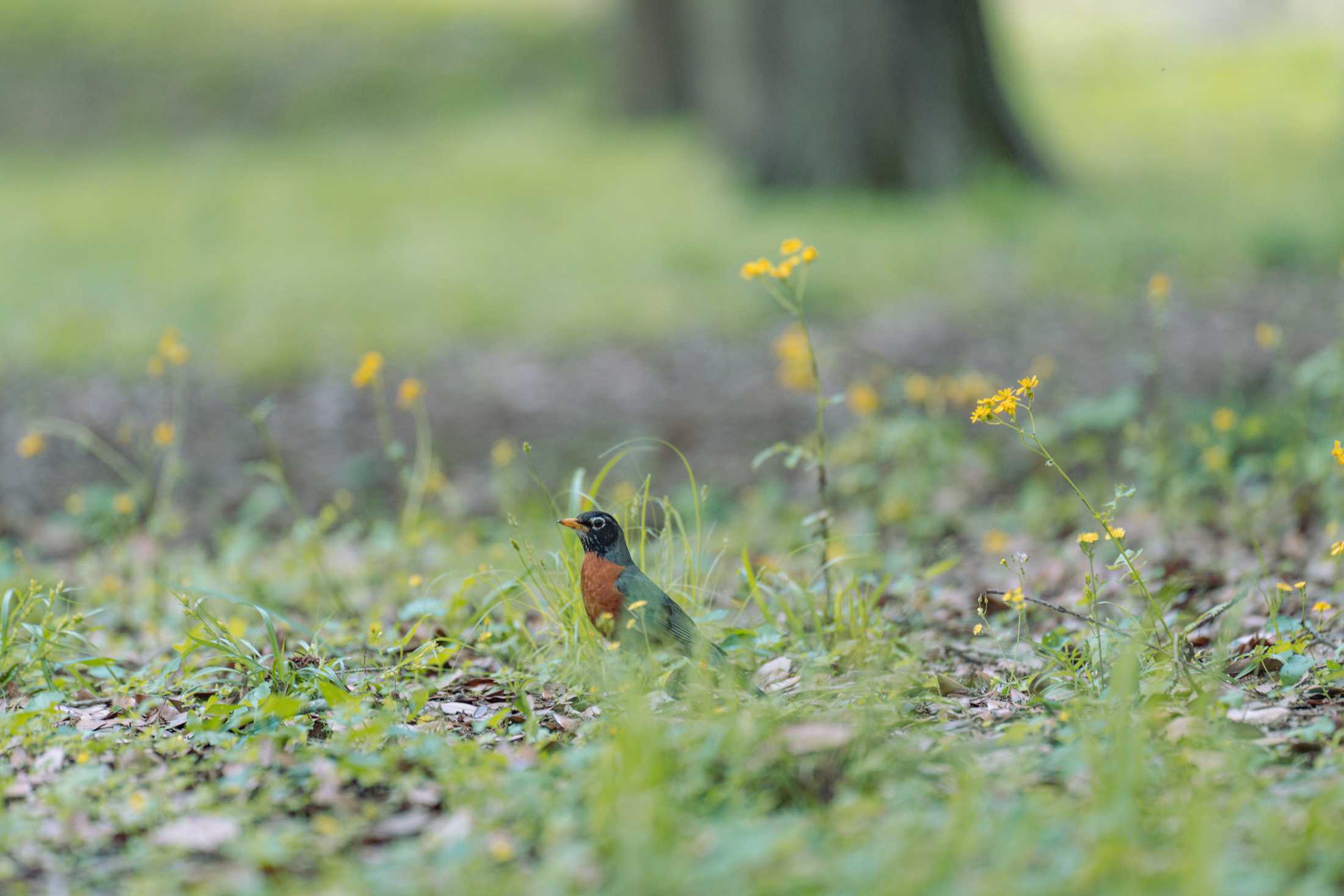 PHOTOS: Springtime at LSU