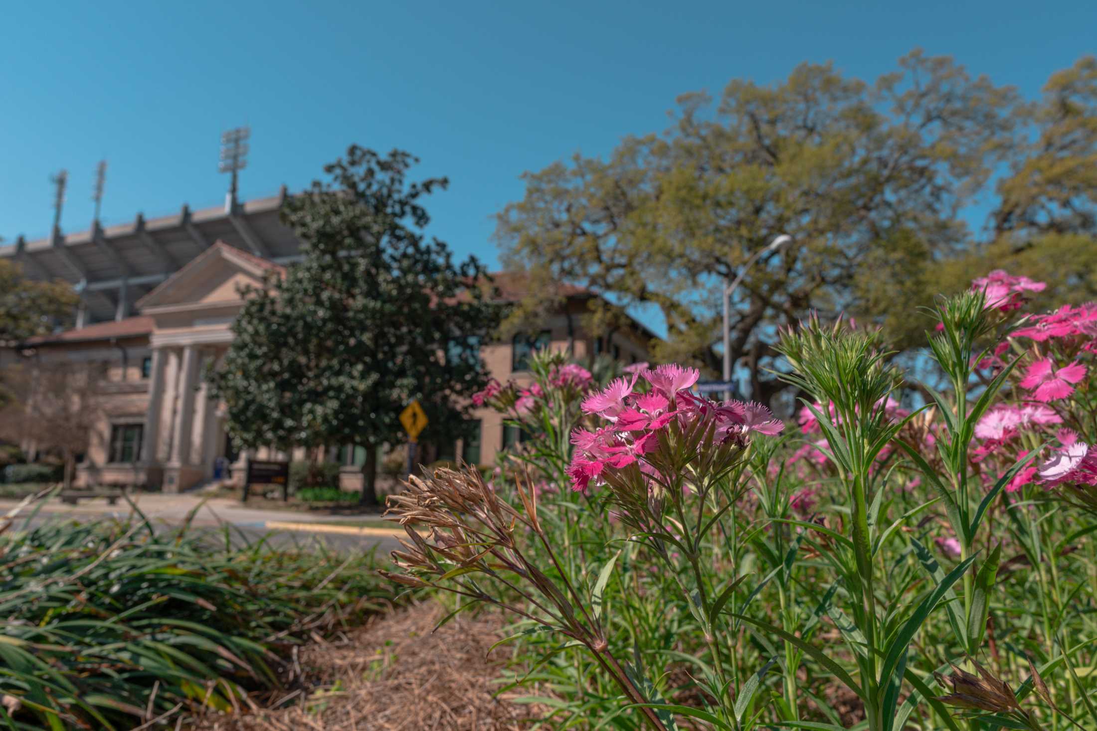 PHOTOS: Springtime at LSU