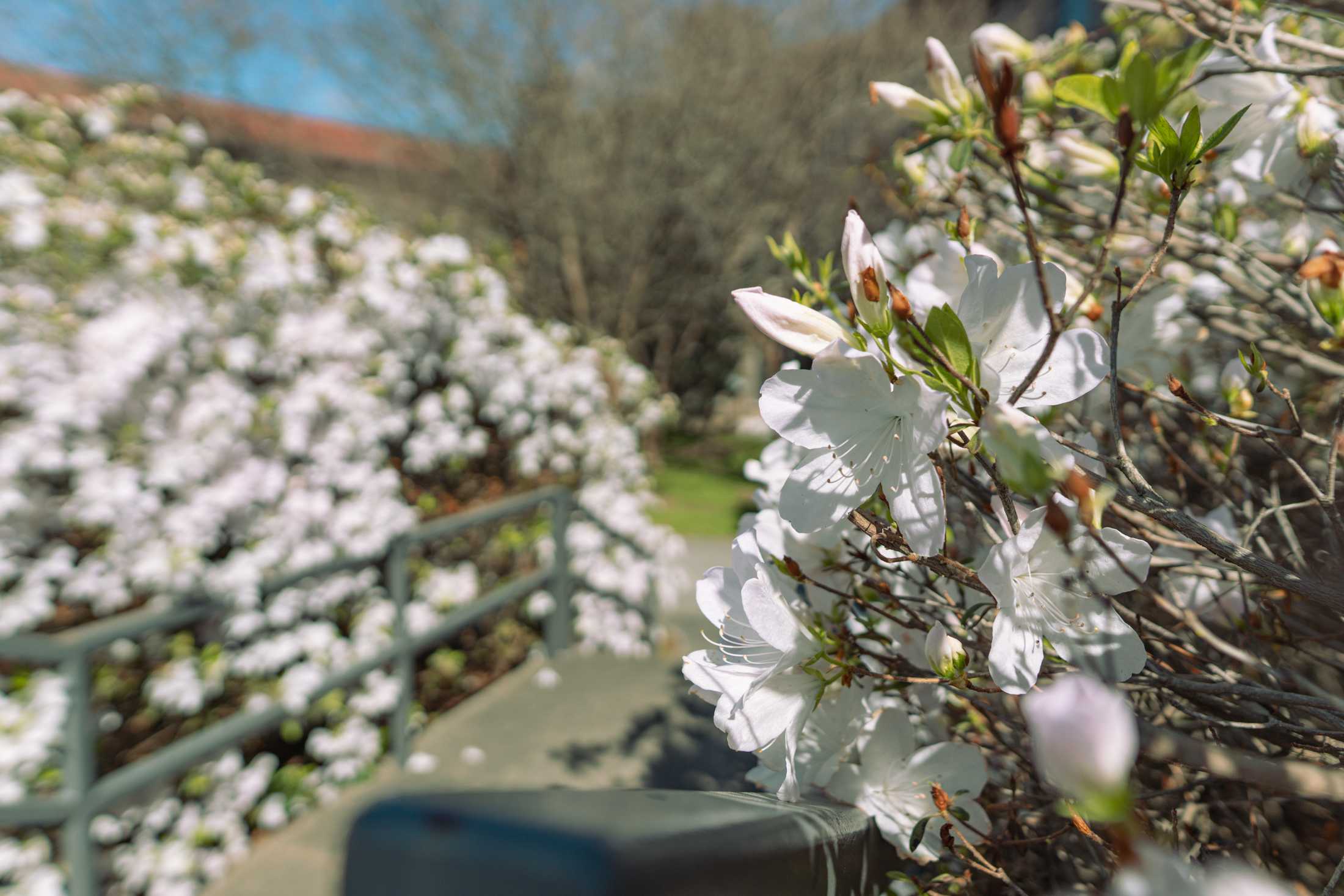 PHOTOS: Springtime at LSU