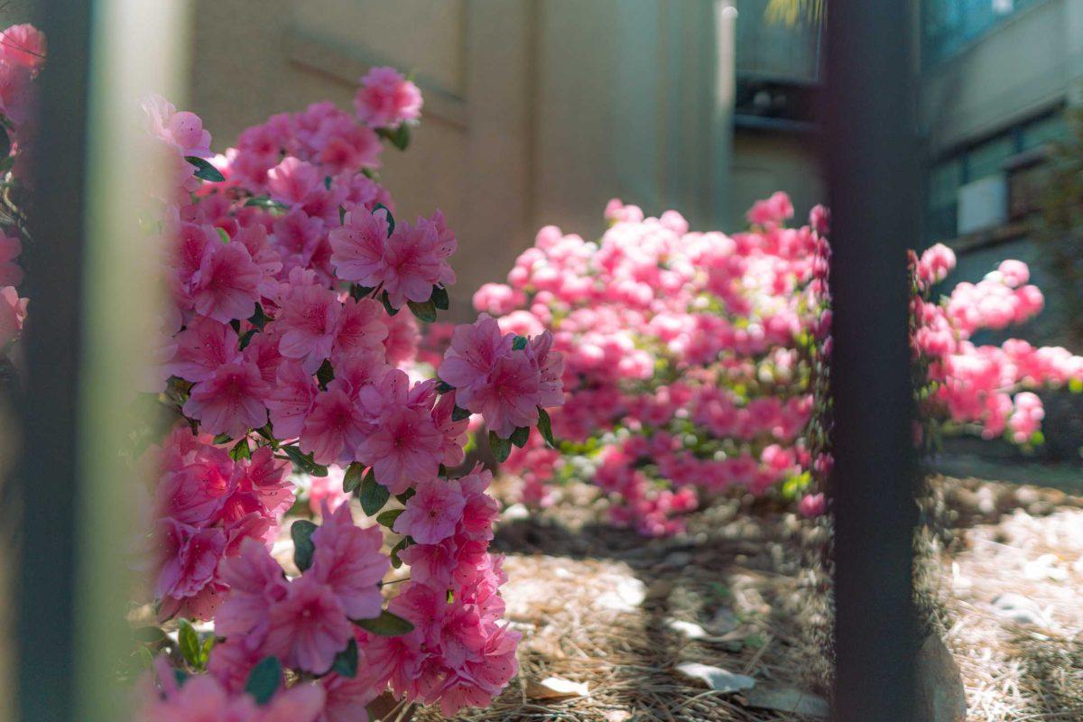 Bushes of pink flowers grow on March 21, 2021 outside of Dodson Hall in Baton Rouge.