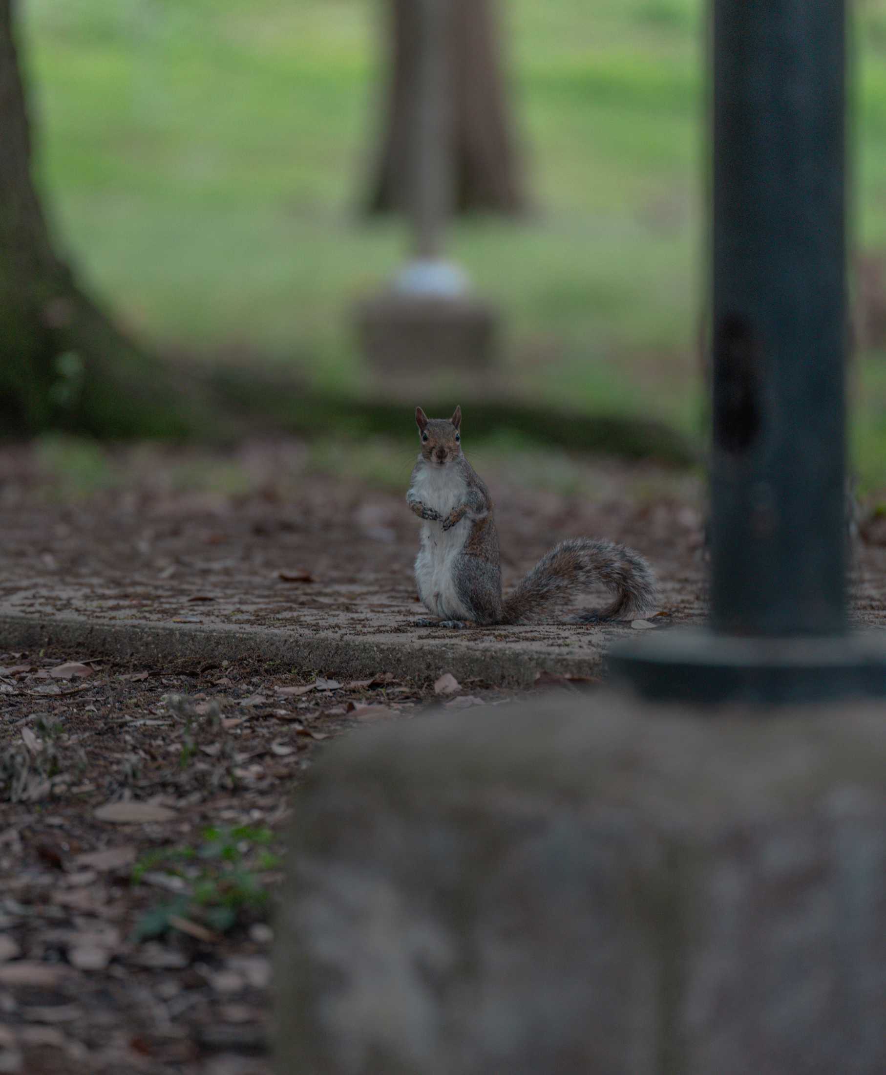 PHOTOS: Springtime at LSU