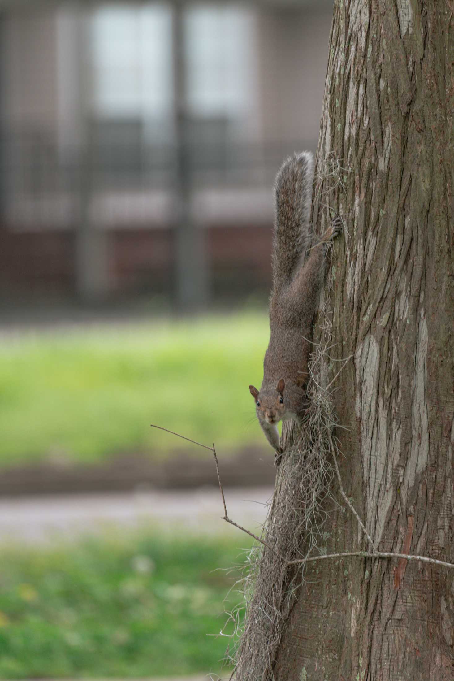 PHOTOS: Springtime at LSU