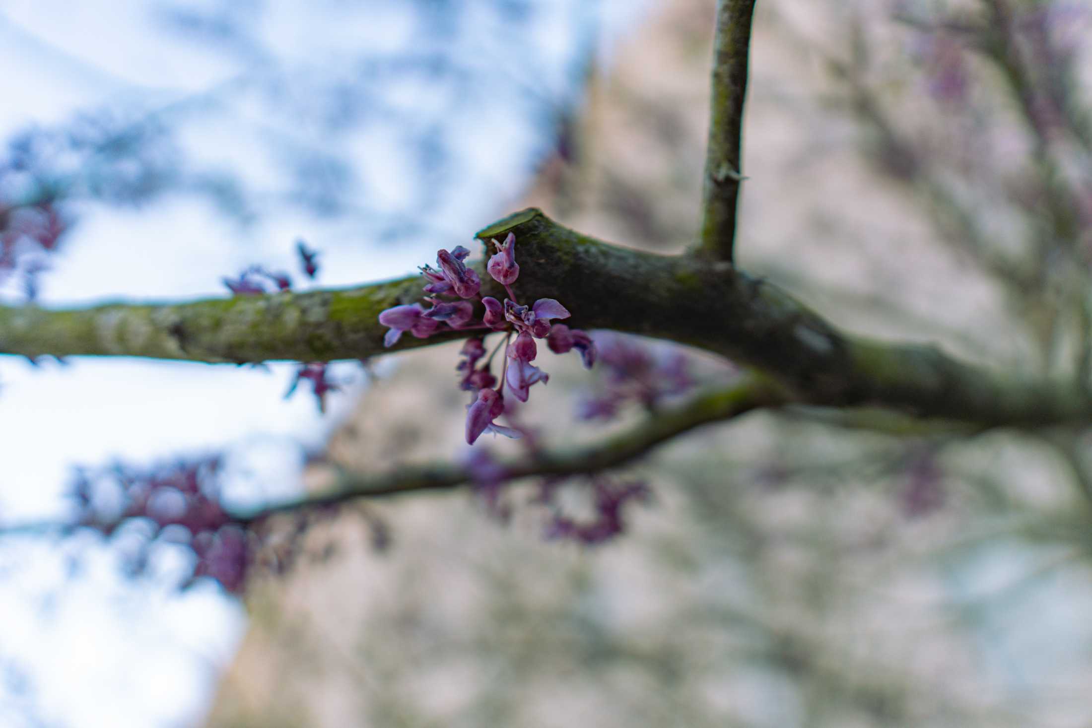 PHOTOS: Springtime at LSU